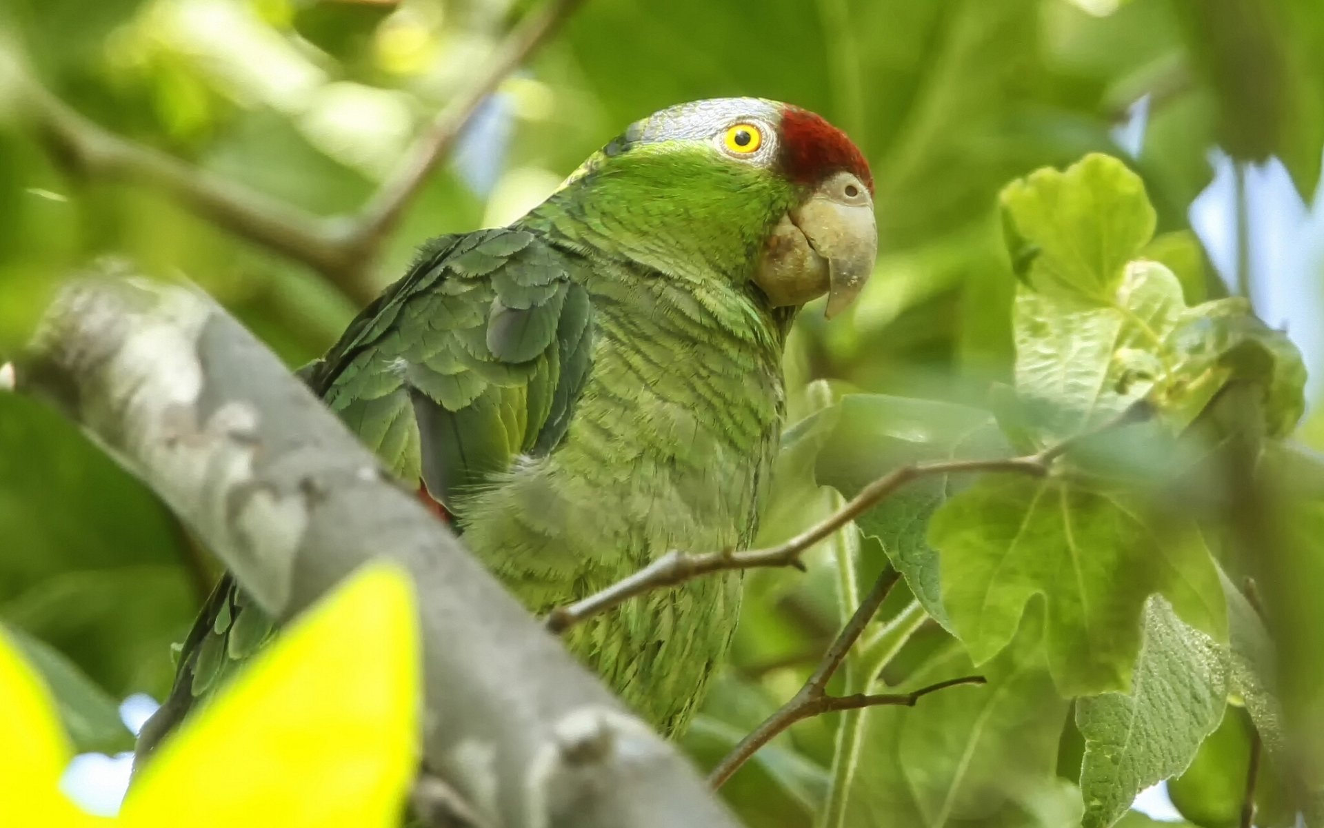 amazon verde loro pájaro