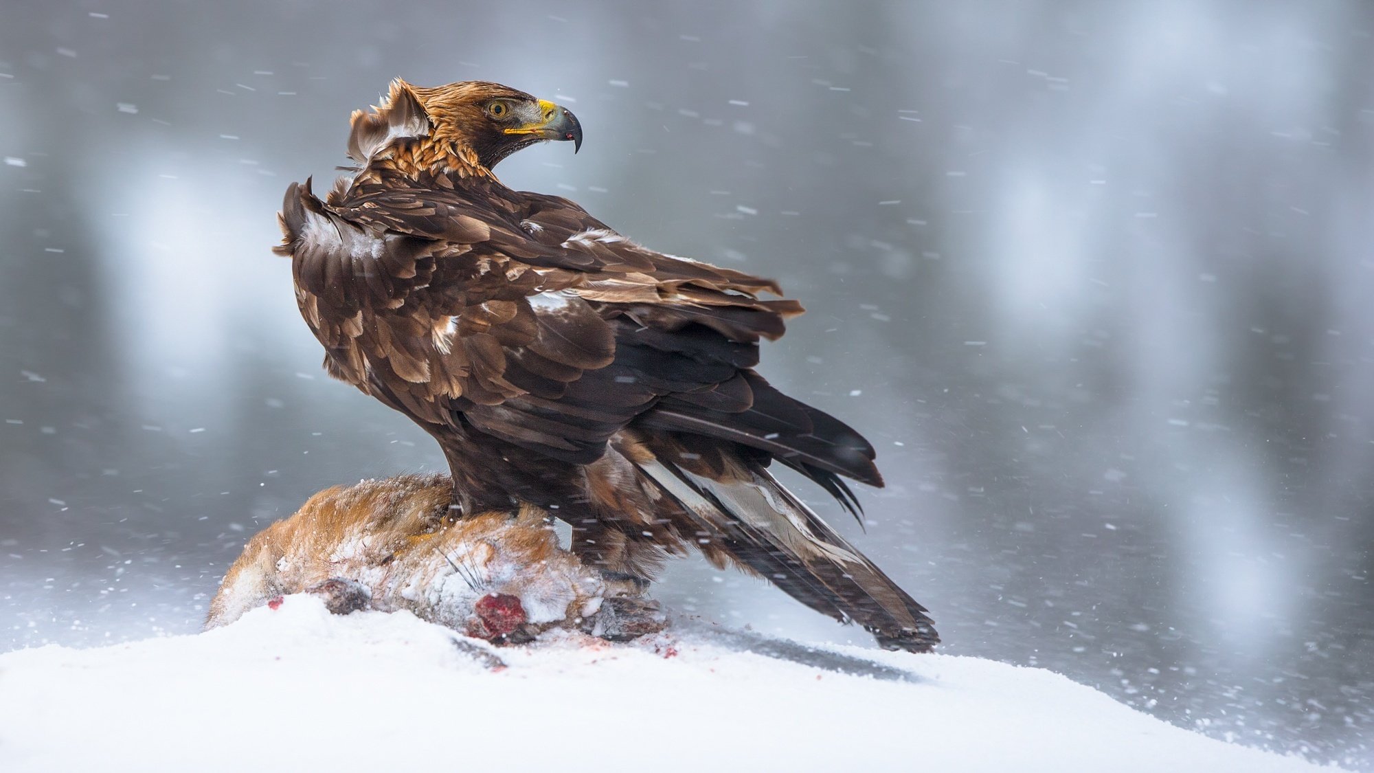 norwegen winter beute vogel steinadler größter adler