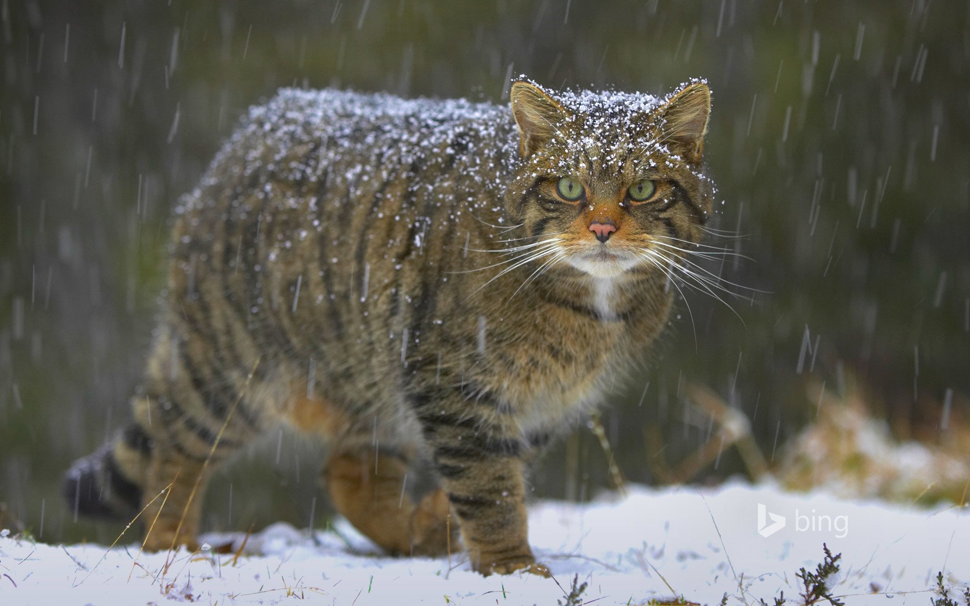 chat forestier européen chat neige nature écosse