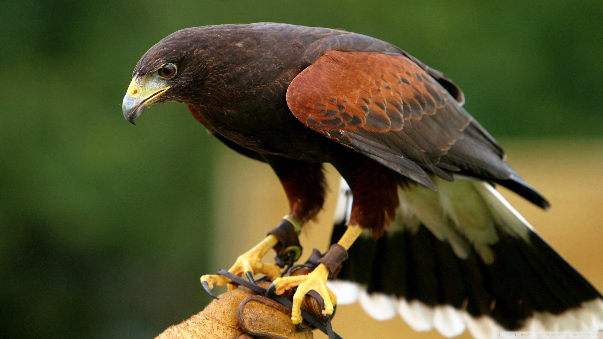 pájaro águila rama pico naturaleza