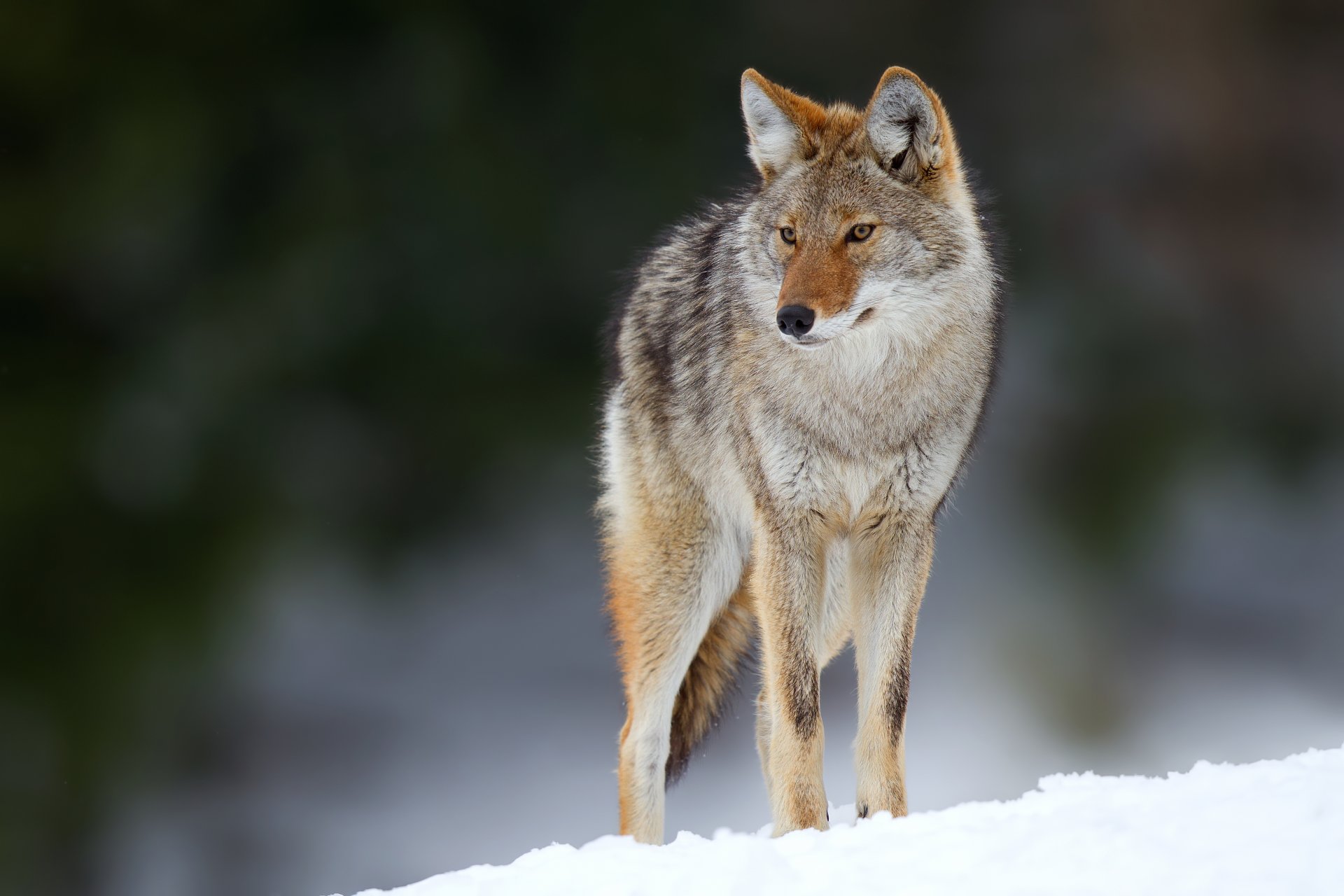 neige yeux bokeh coyote