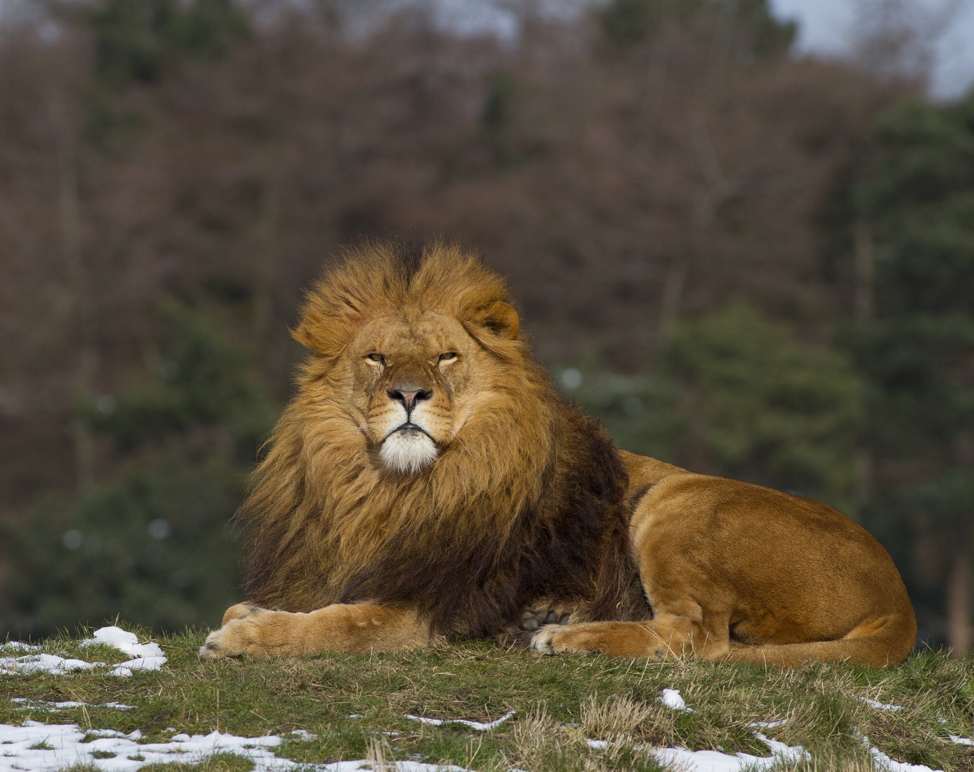 forest grass snow leo is view