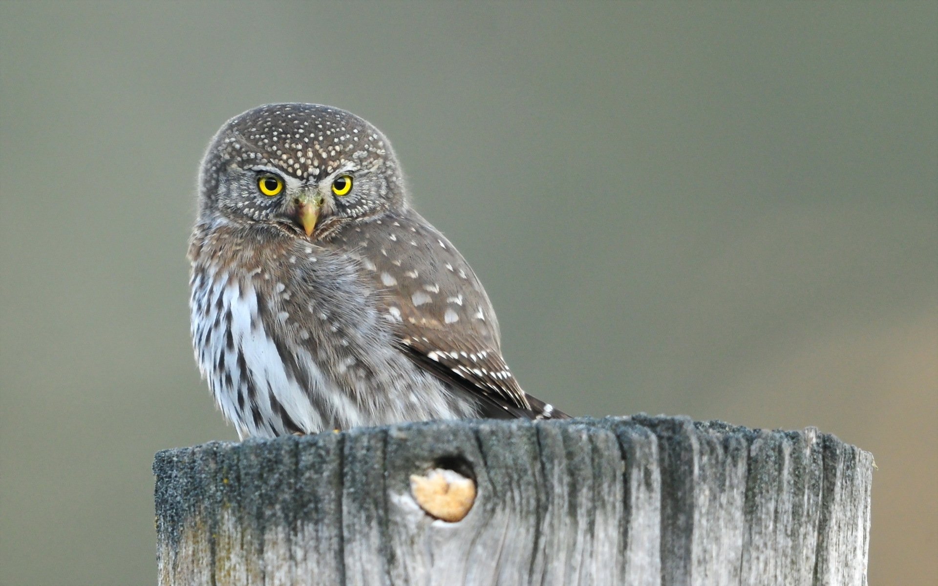 poultry owl nature