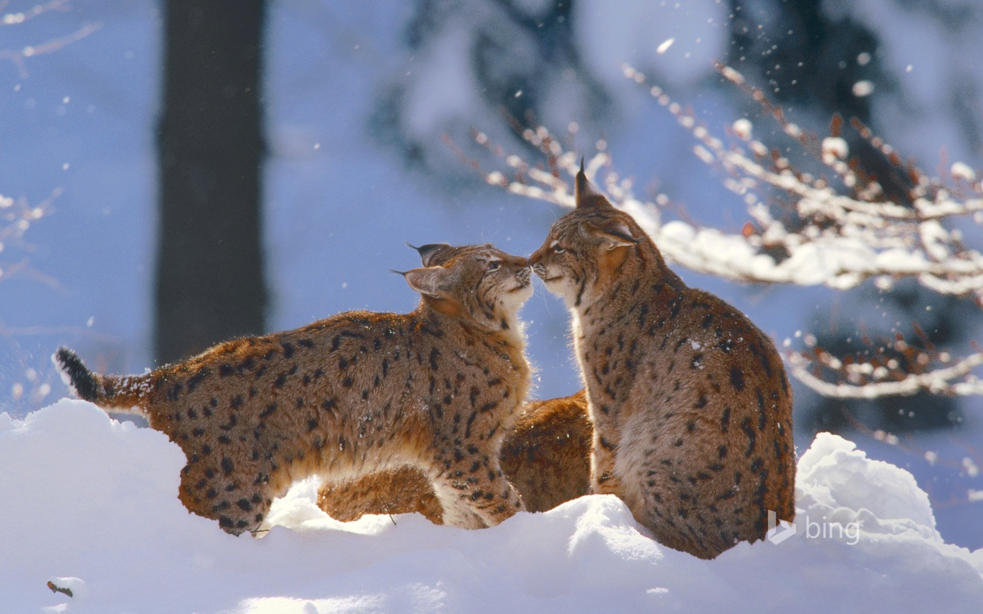 lynx cat winter snow bavarian forest national park germany