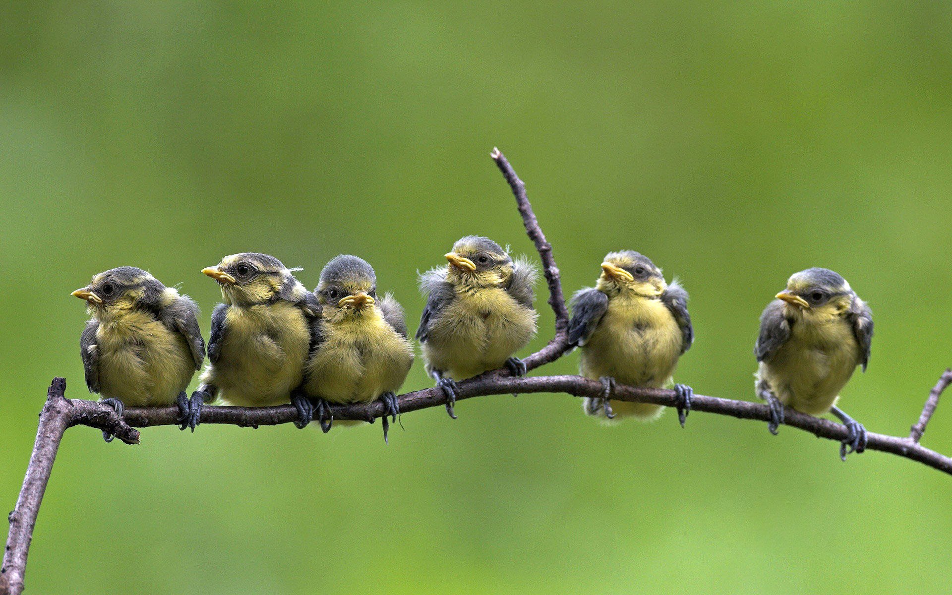 blue tit birds branch nature flowers feather