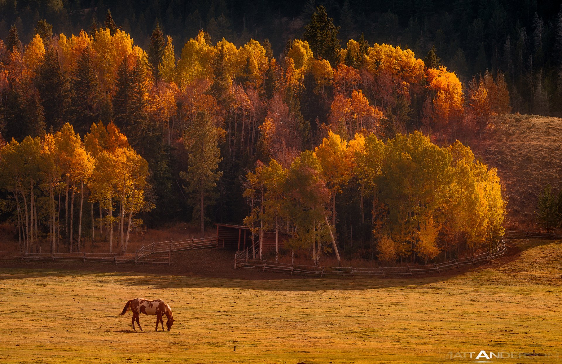 nature autumn valley forest horse