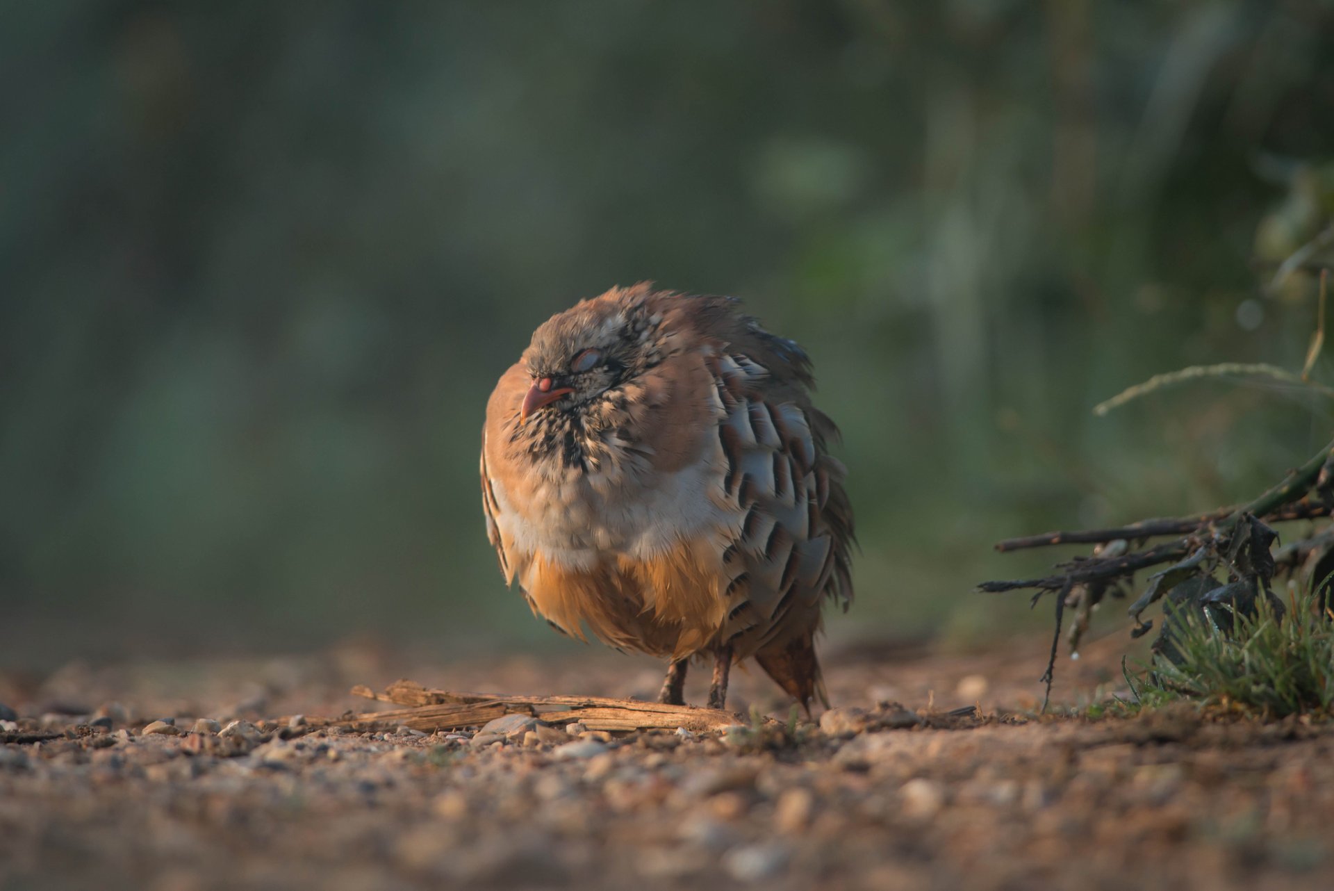 gras zweige splitter vogel rebhuhn schlafen ausruhen