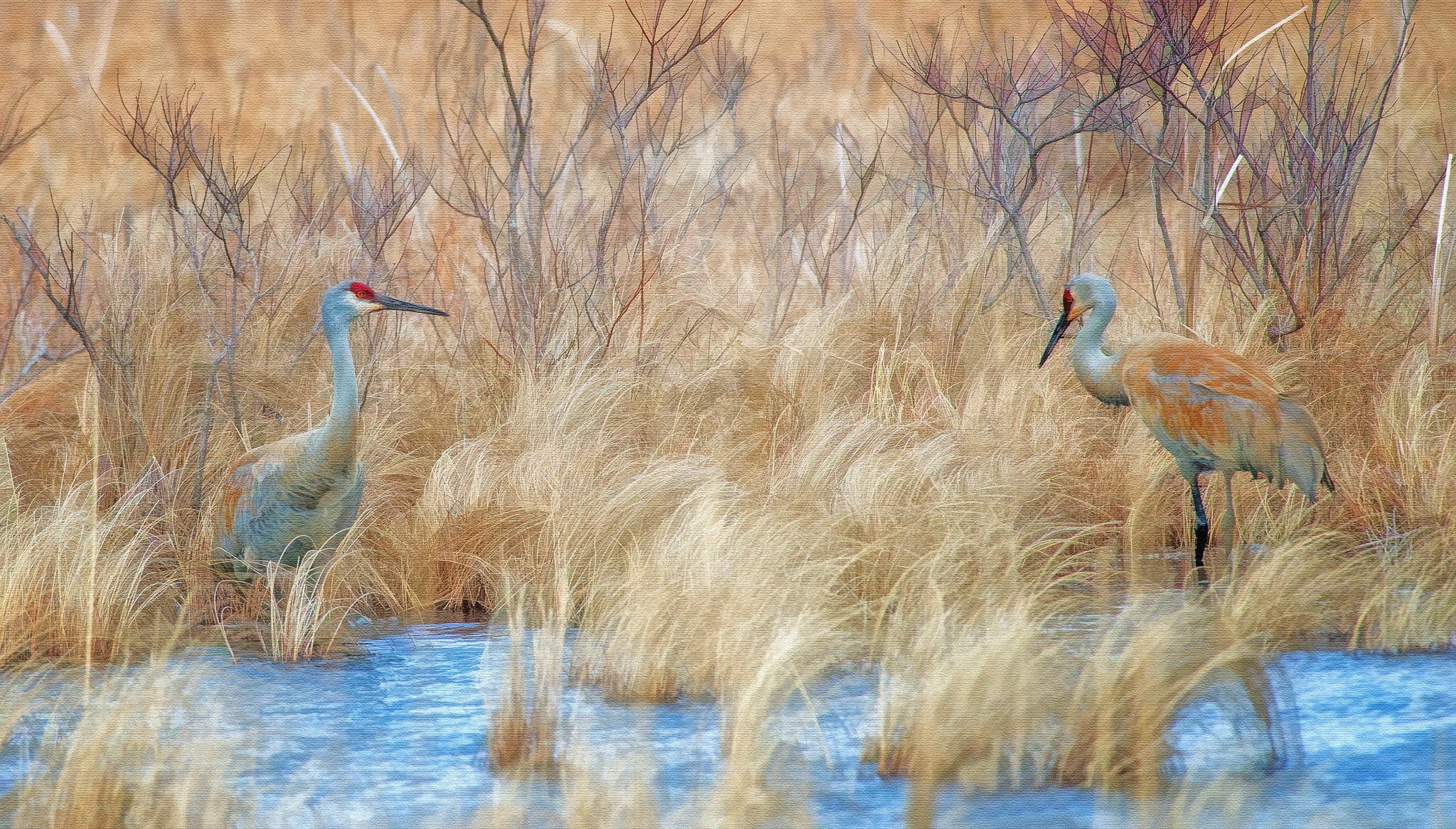 aves naturaleza fondo estilo