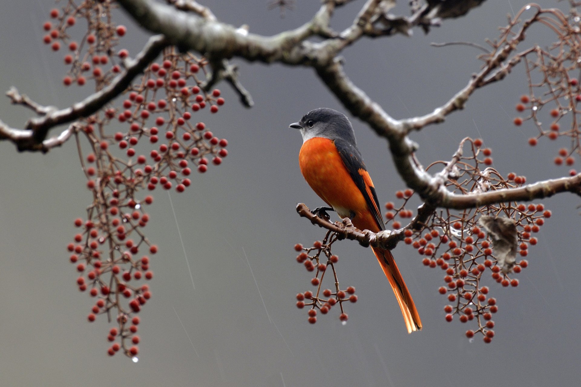 vogel federn zweig beeren regen