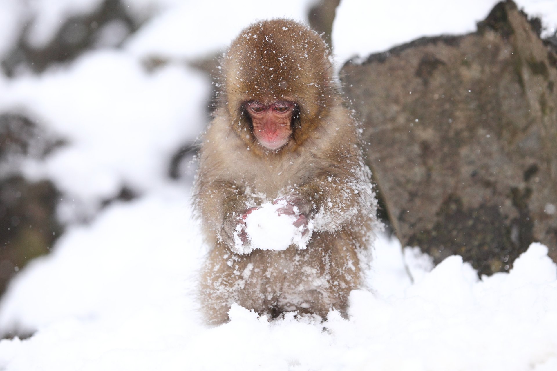 singe neige froid gros plan