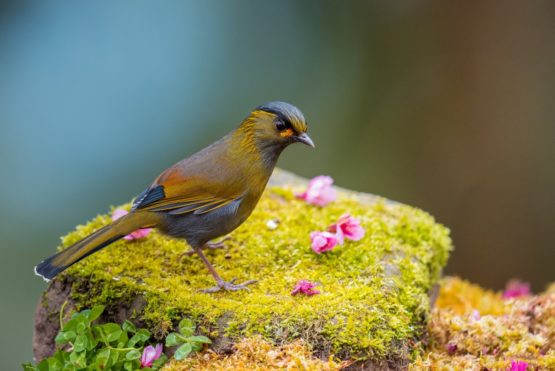 moos gras blumen vogel