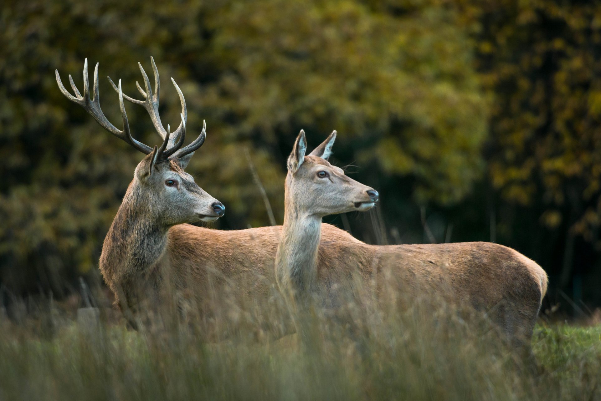 forêt lisière cerf couple