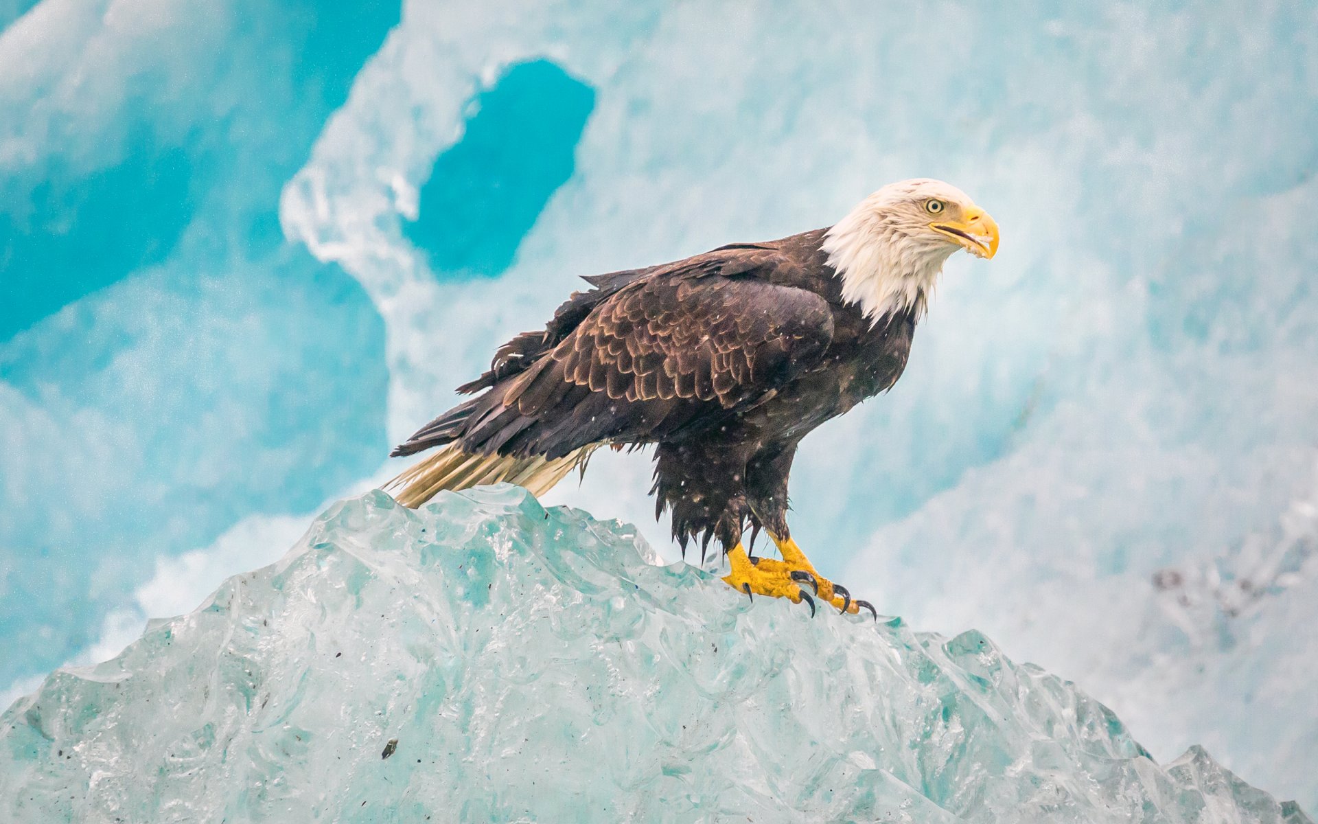 park narodowy glacier bay ptak natura bielik