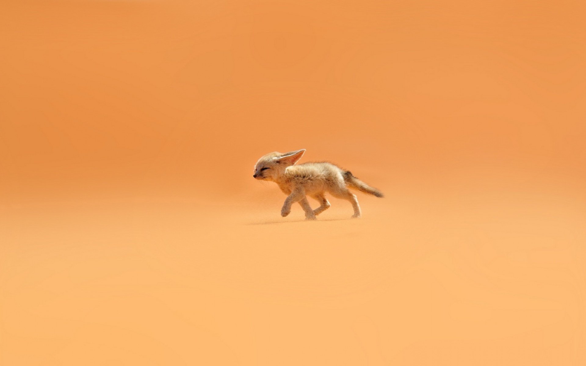 föhn fuchs sand wind wüste ohren orange