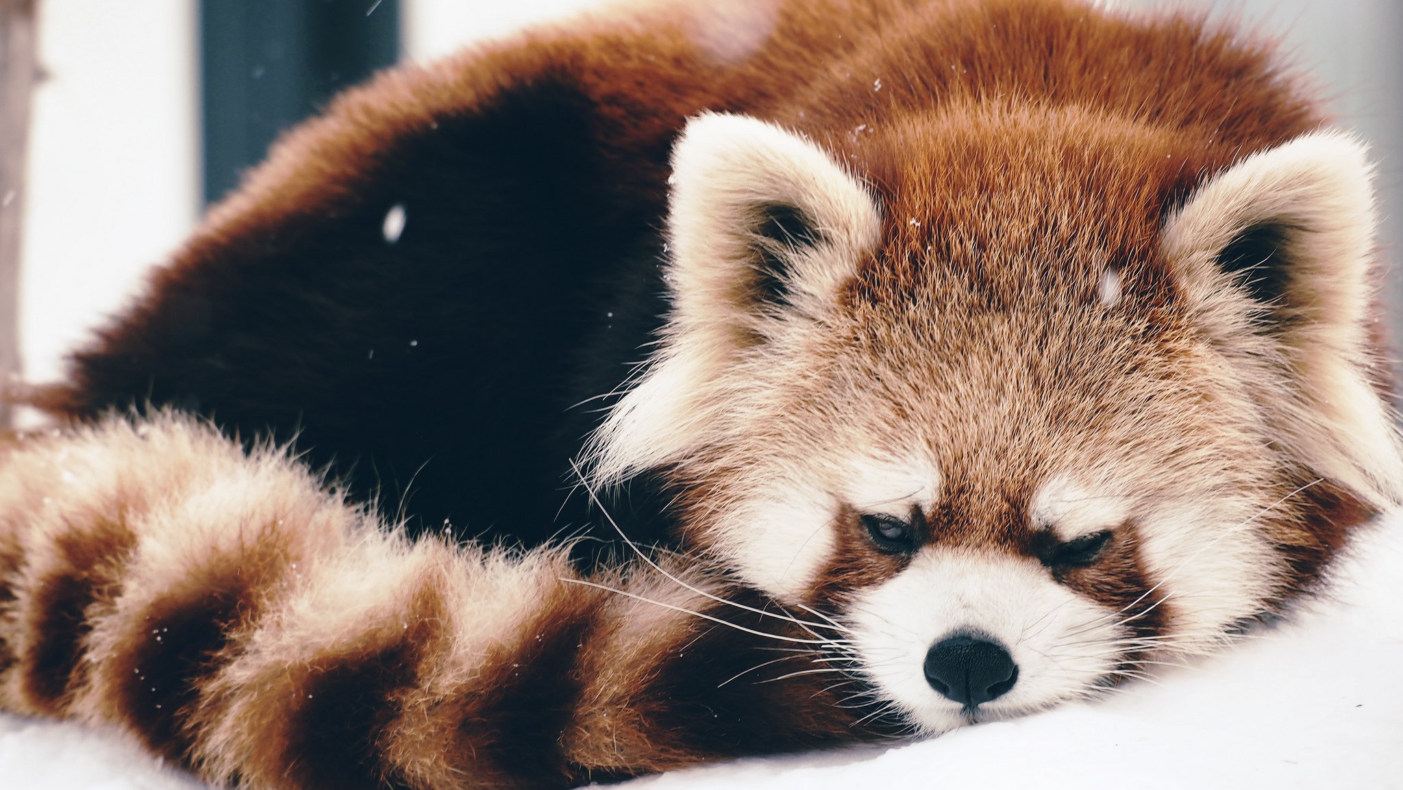 panda rosso firefox addormentato