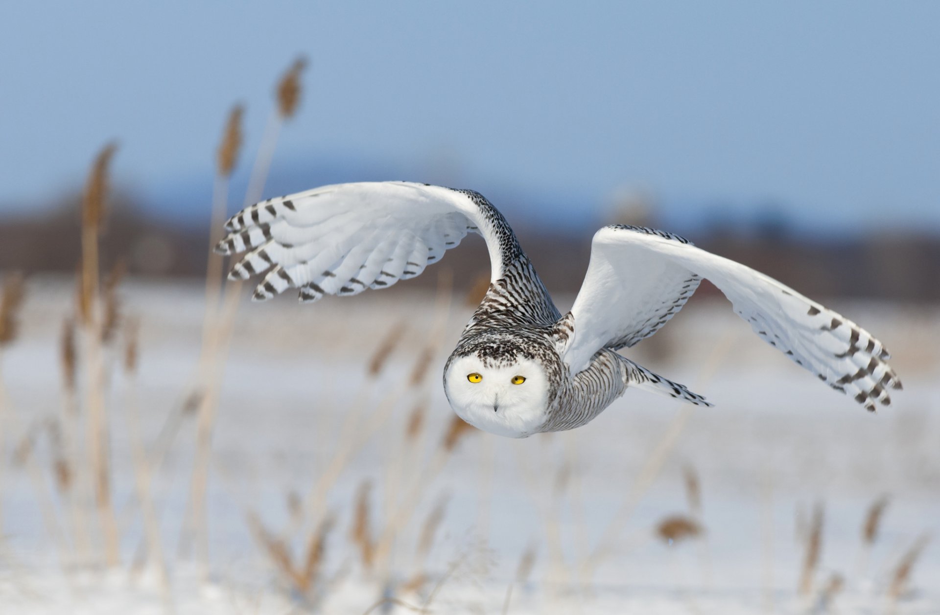 sowa polarna ptak skrzydła lot niebo śnieg natura