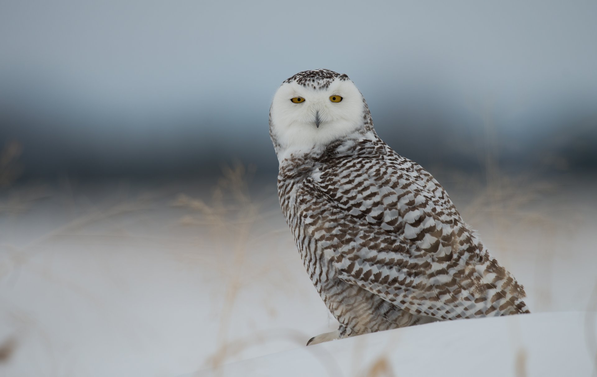 white owl polar owl bird snow