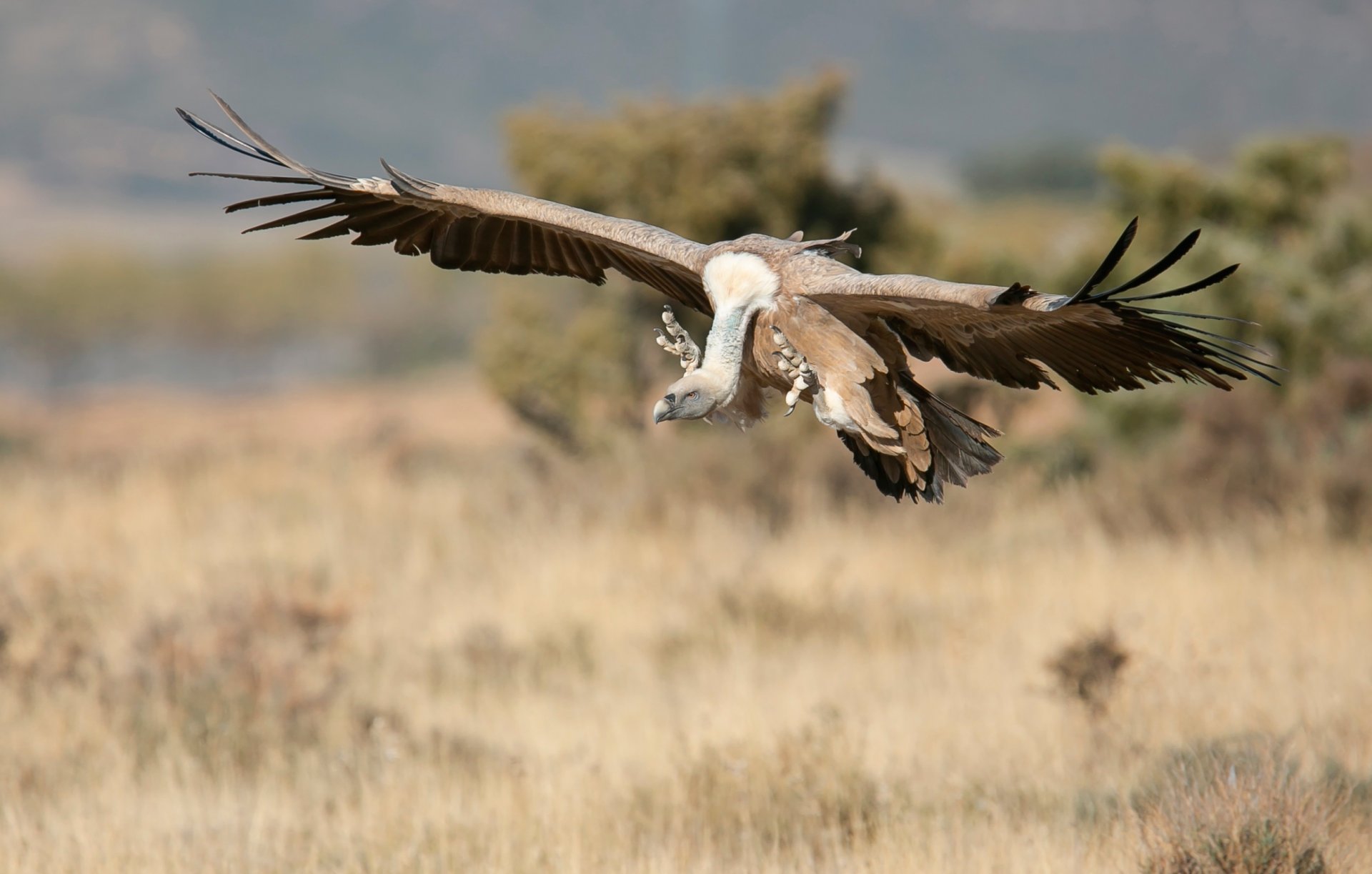 vulture wing