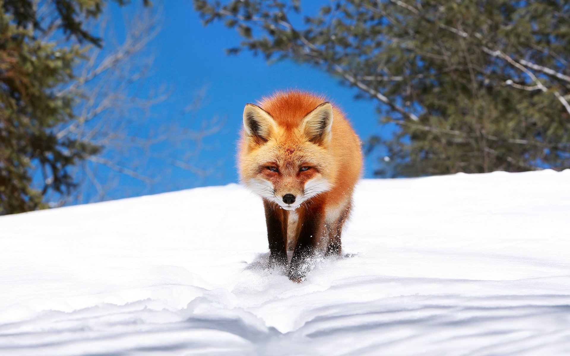 renard renard se faufiler hiver neige