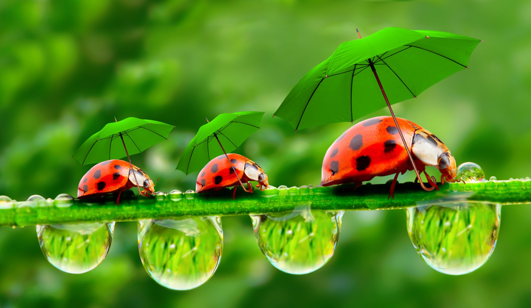 droplets dewdrops blade ladybugs umbrella