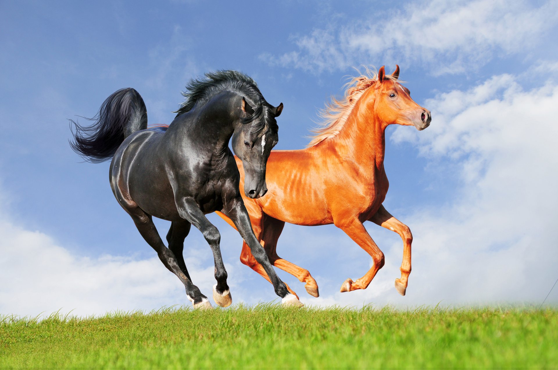 ciel nuages cheval cheval herbe allure