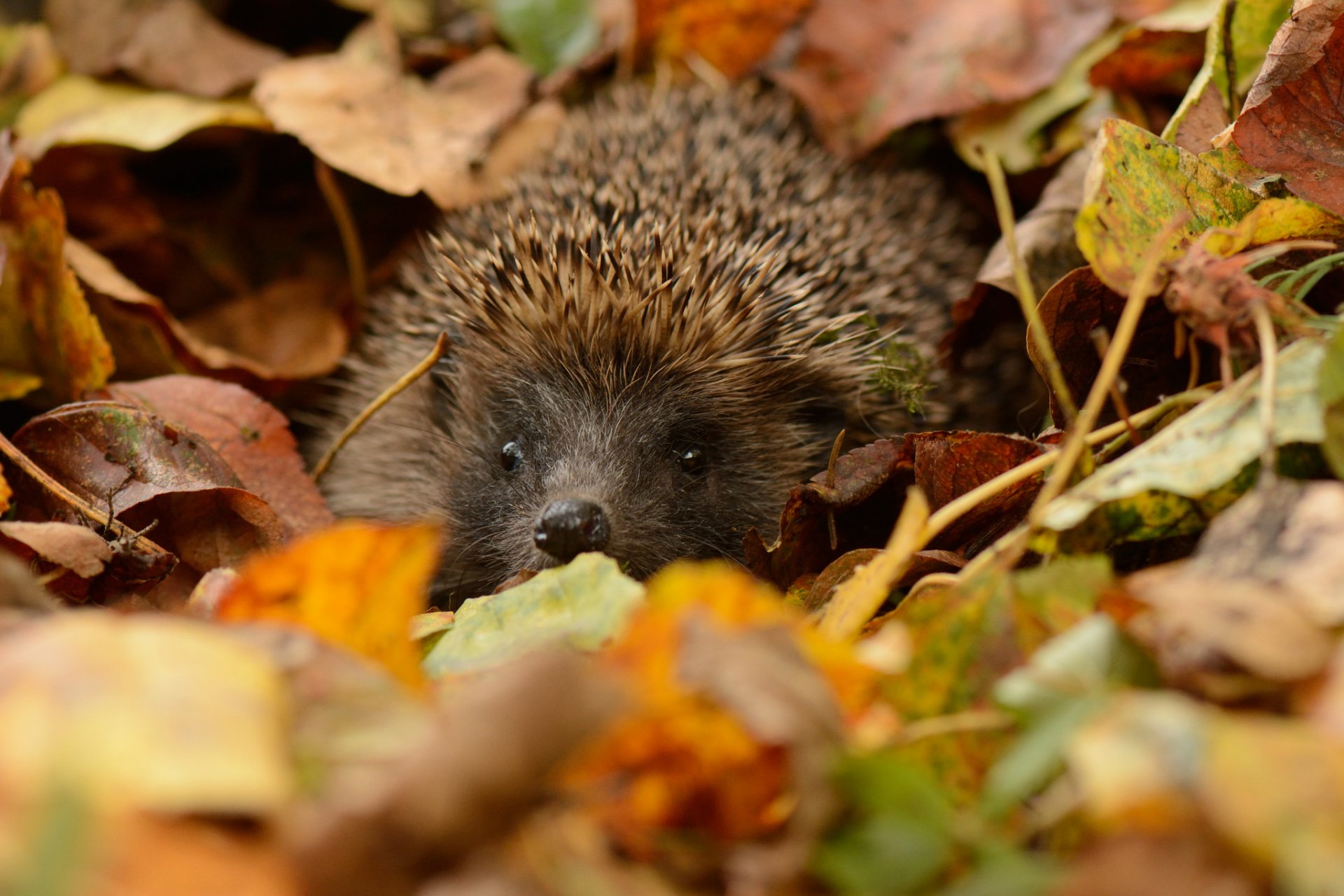 igel augen maulkorb stacheln blätter