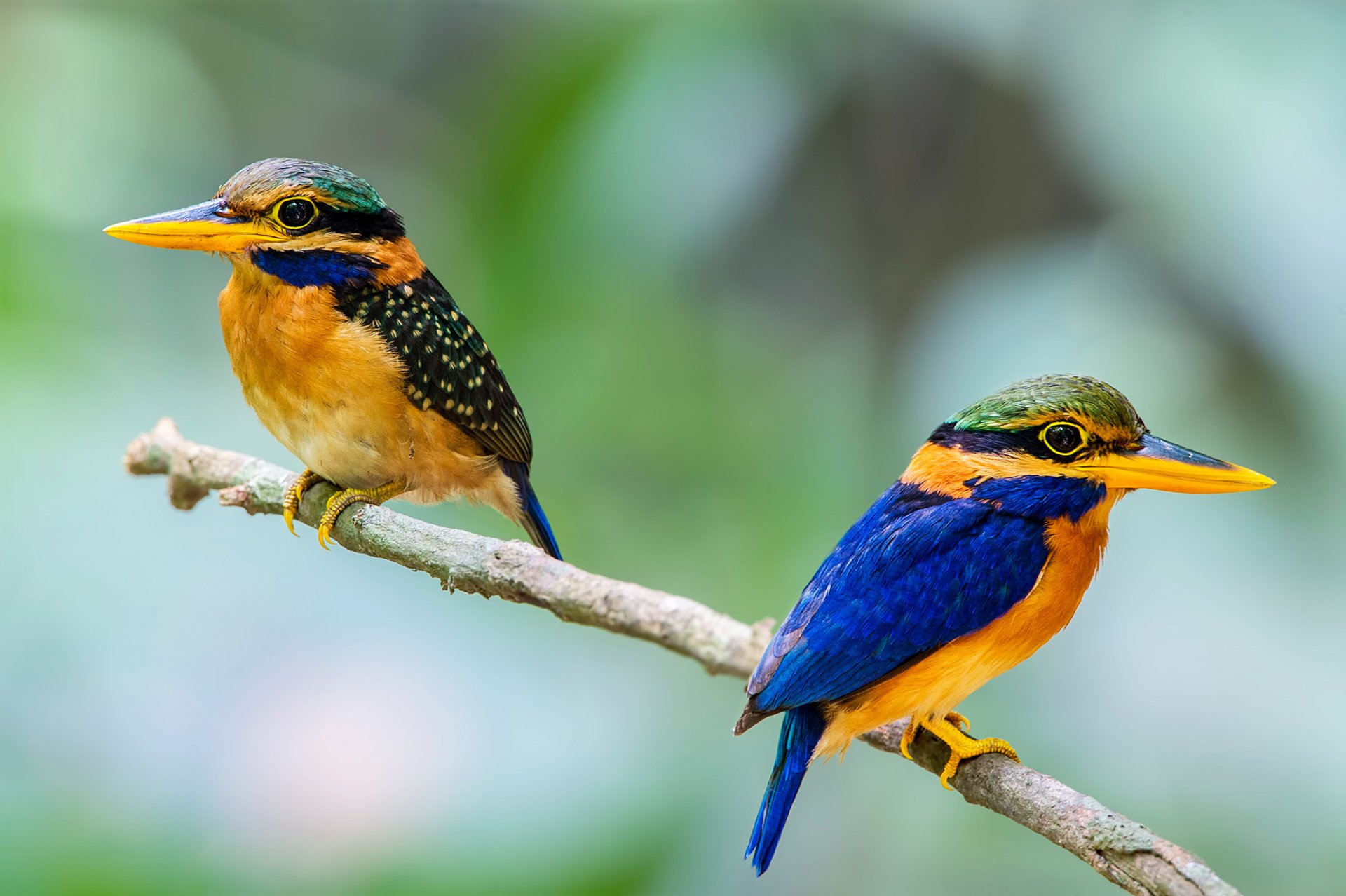 vogel eisvogel schnabel zweig paar federn schwanz