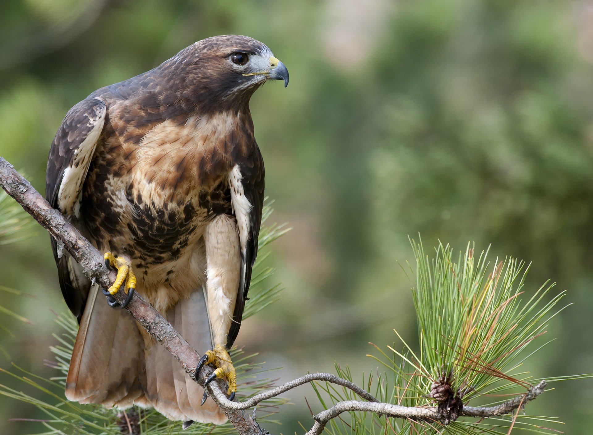 sarych de cola roja buteo jamaicensis vista rama bosque