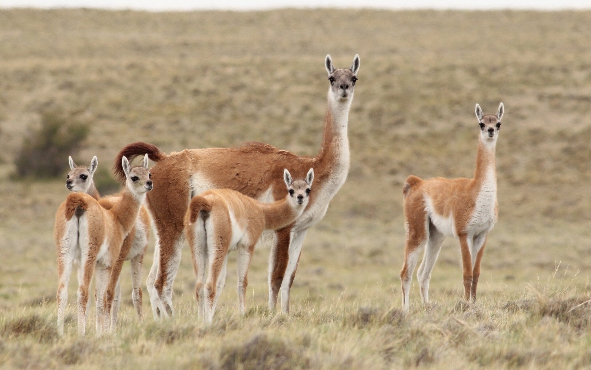 guanaco lama steppa famiglia