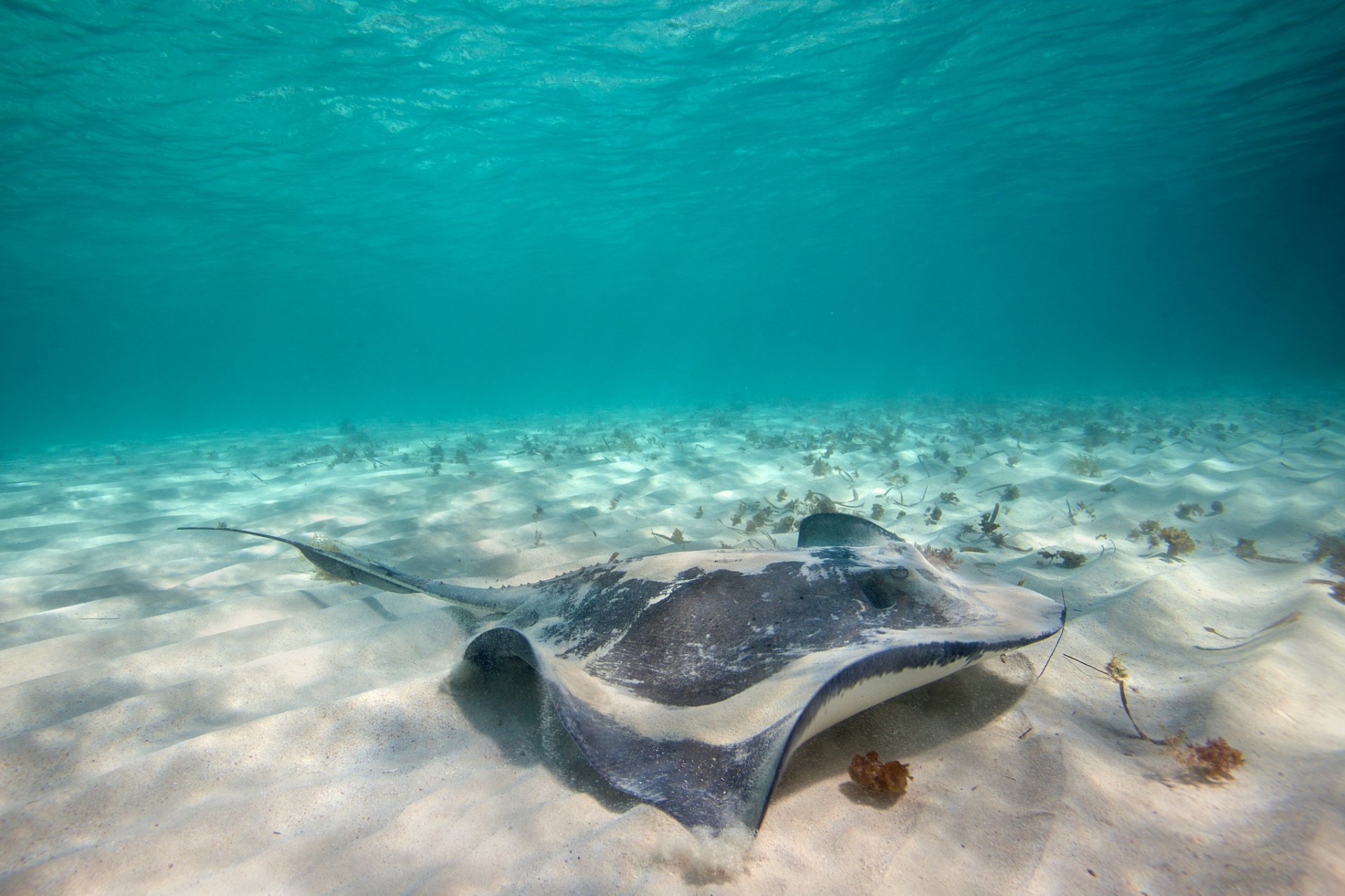 море скат подводный мир песок дно