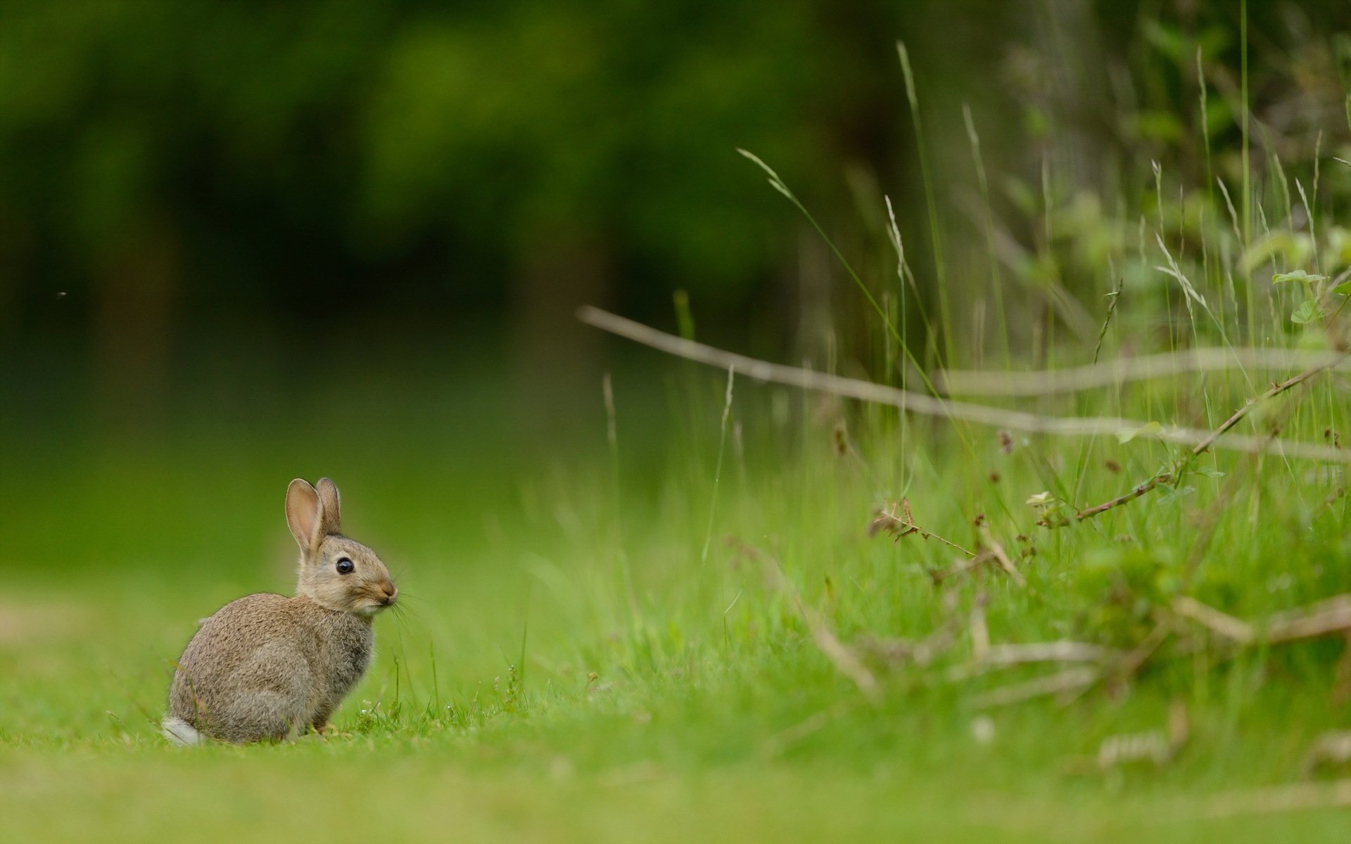 lapin nature été