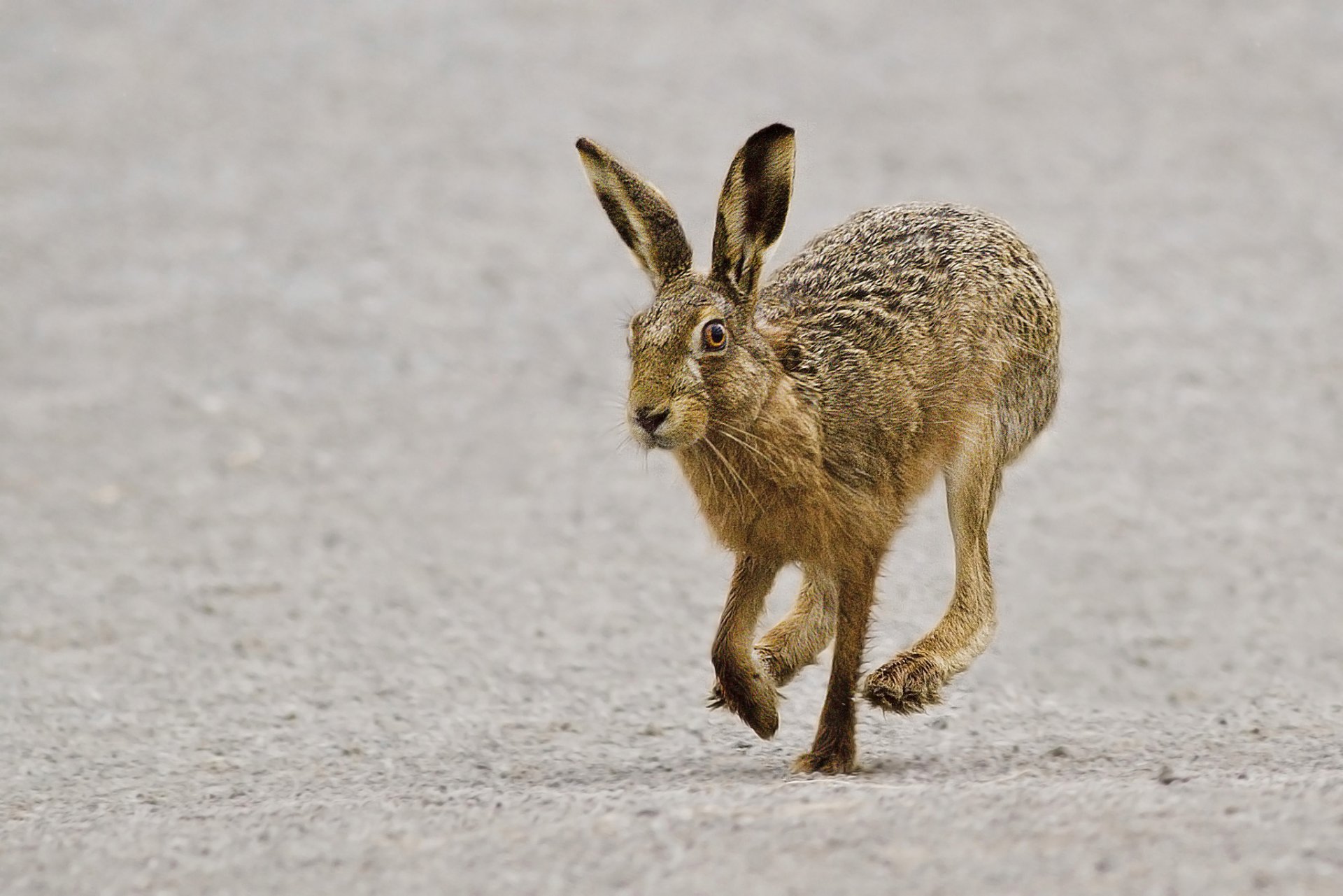 hase grau meerjungfrau laufen