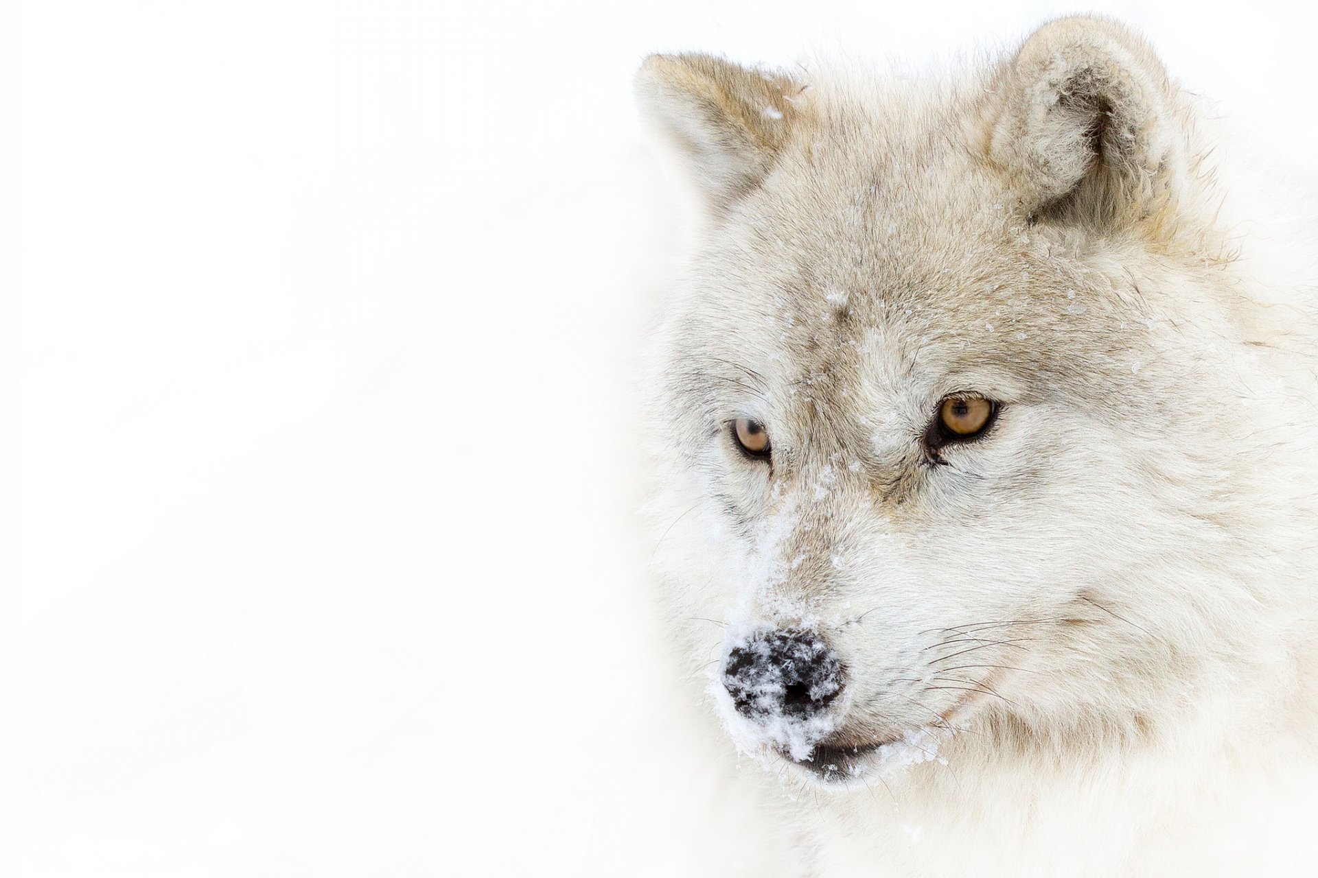 arktischer wolf polarwolf blick schnee raubtier