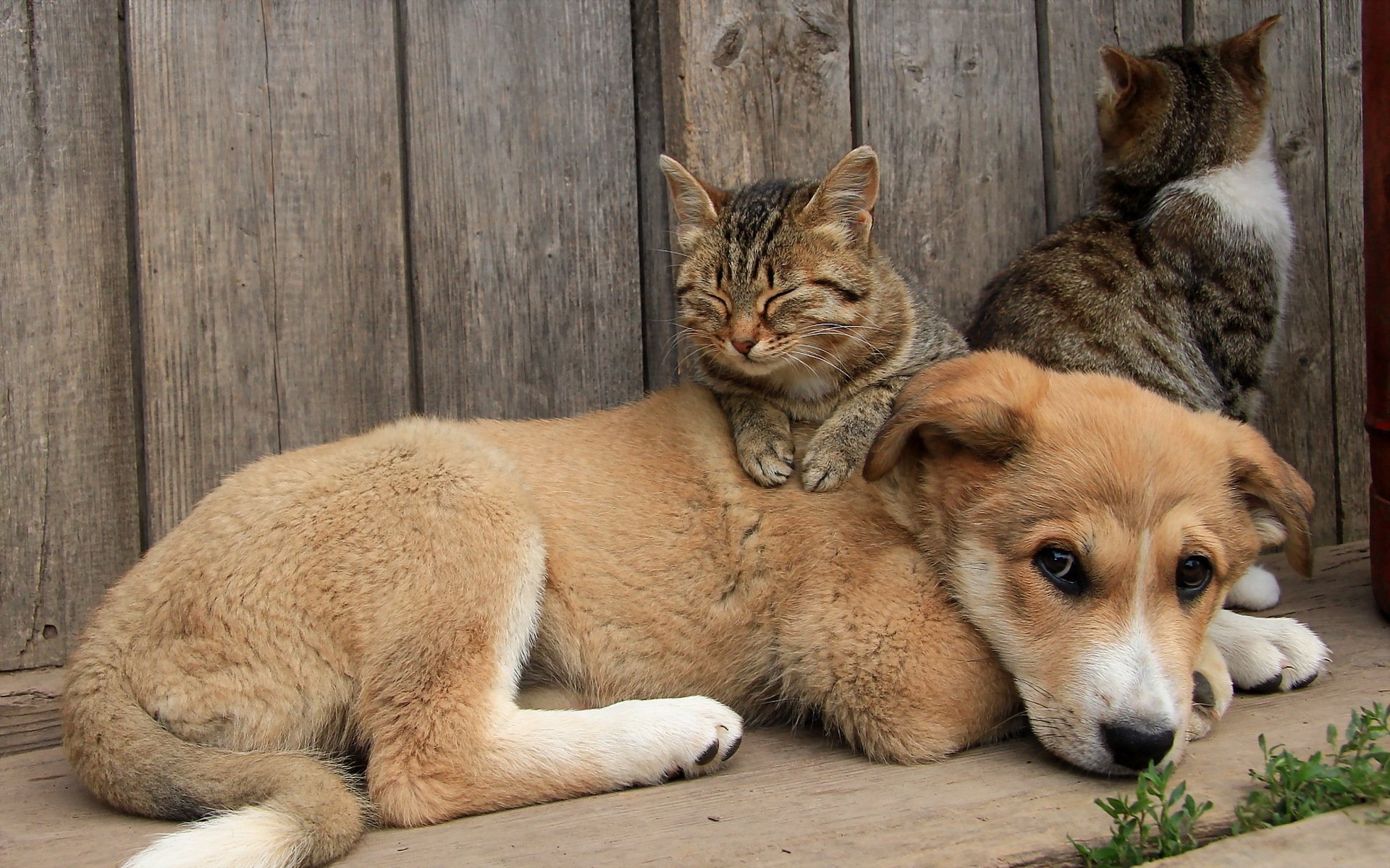 perro gatos amigos