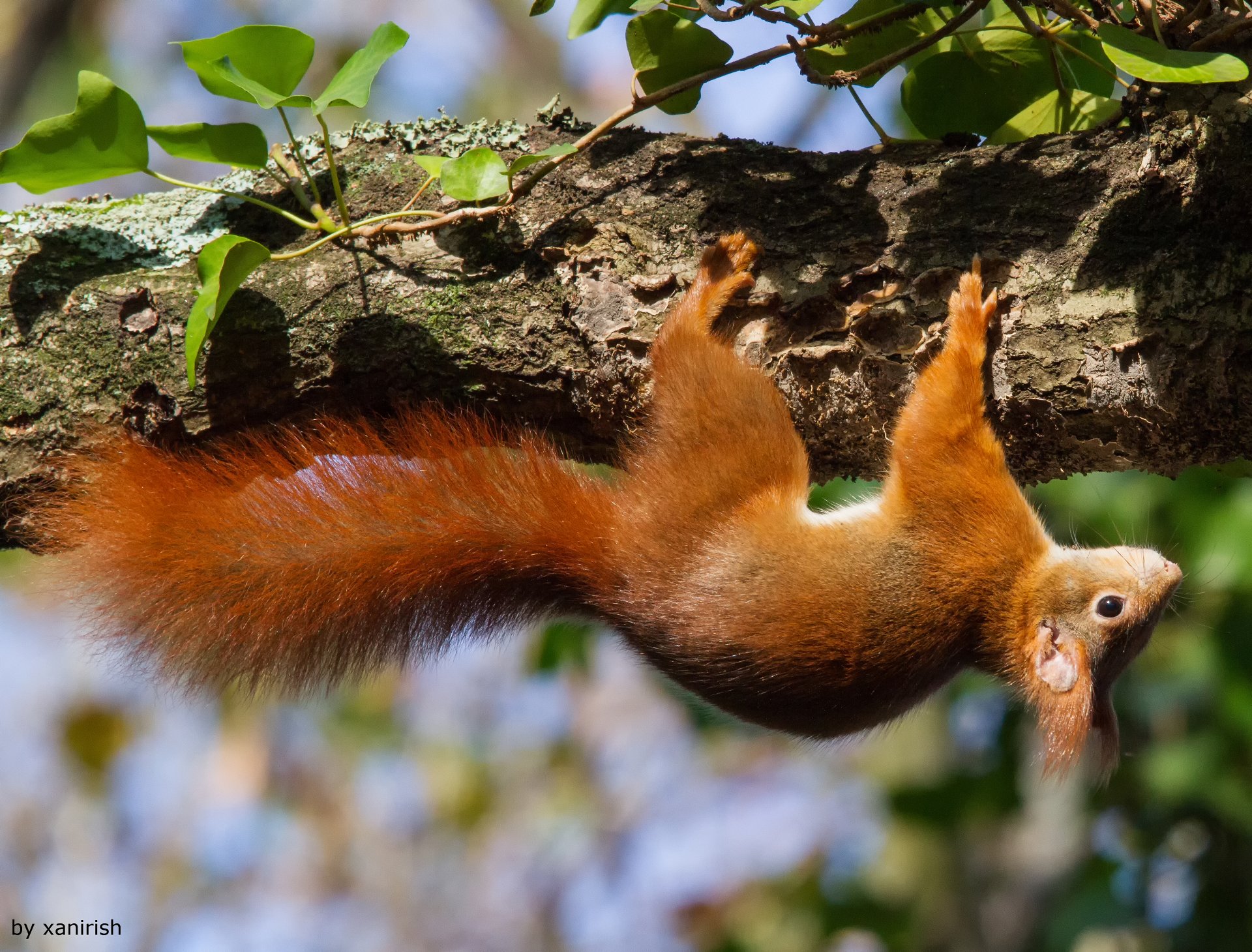 eichhörnchen baum laub