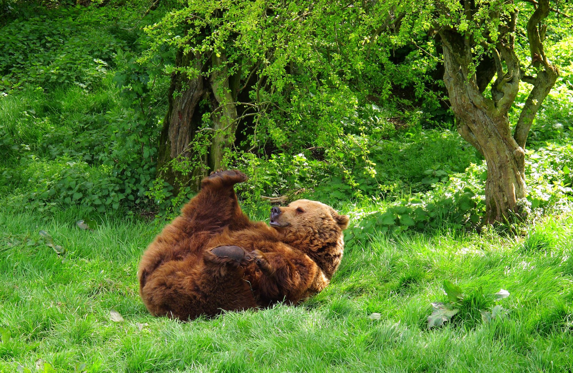 bär tier tier wald gras herumliegen