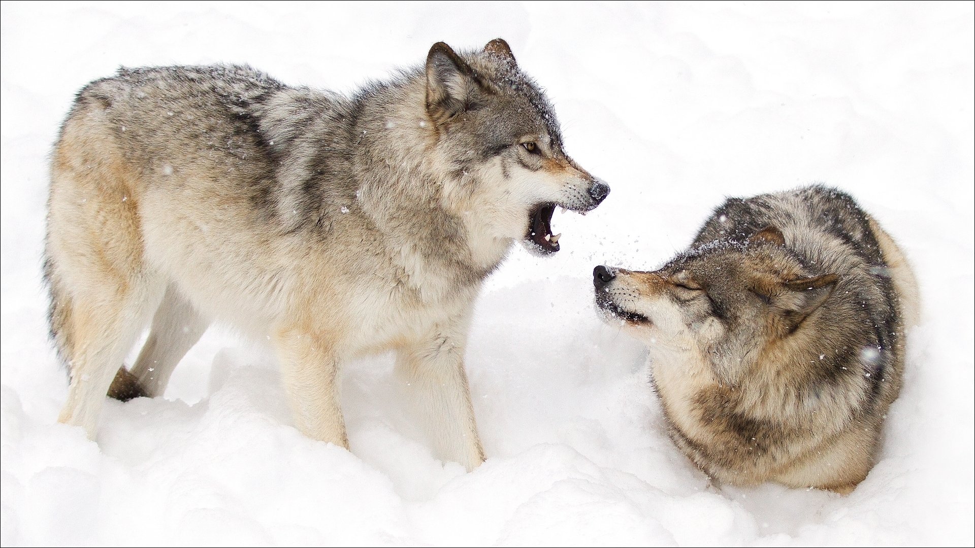 nature winter animals winter animals wolves couple