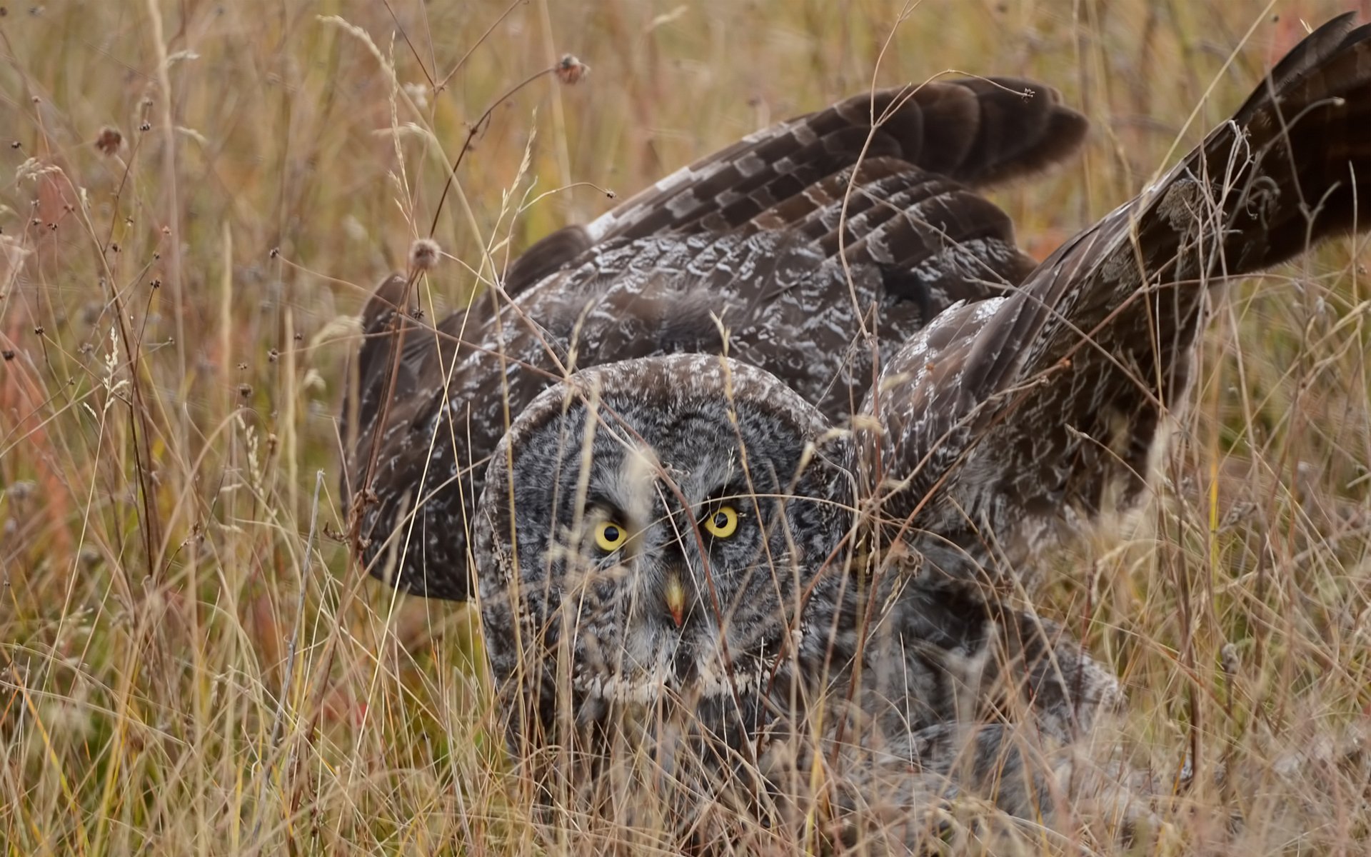 hibou oiseau herbe déguisement