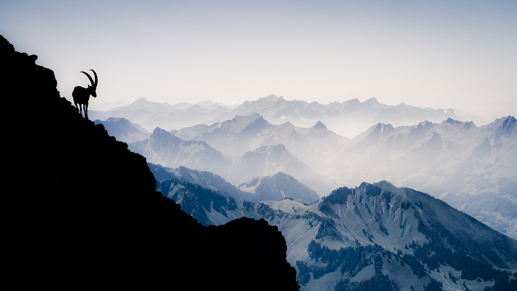 schweiz berge alpen berg vanille noir bergziege silhouette