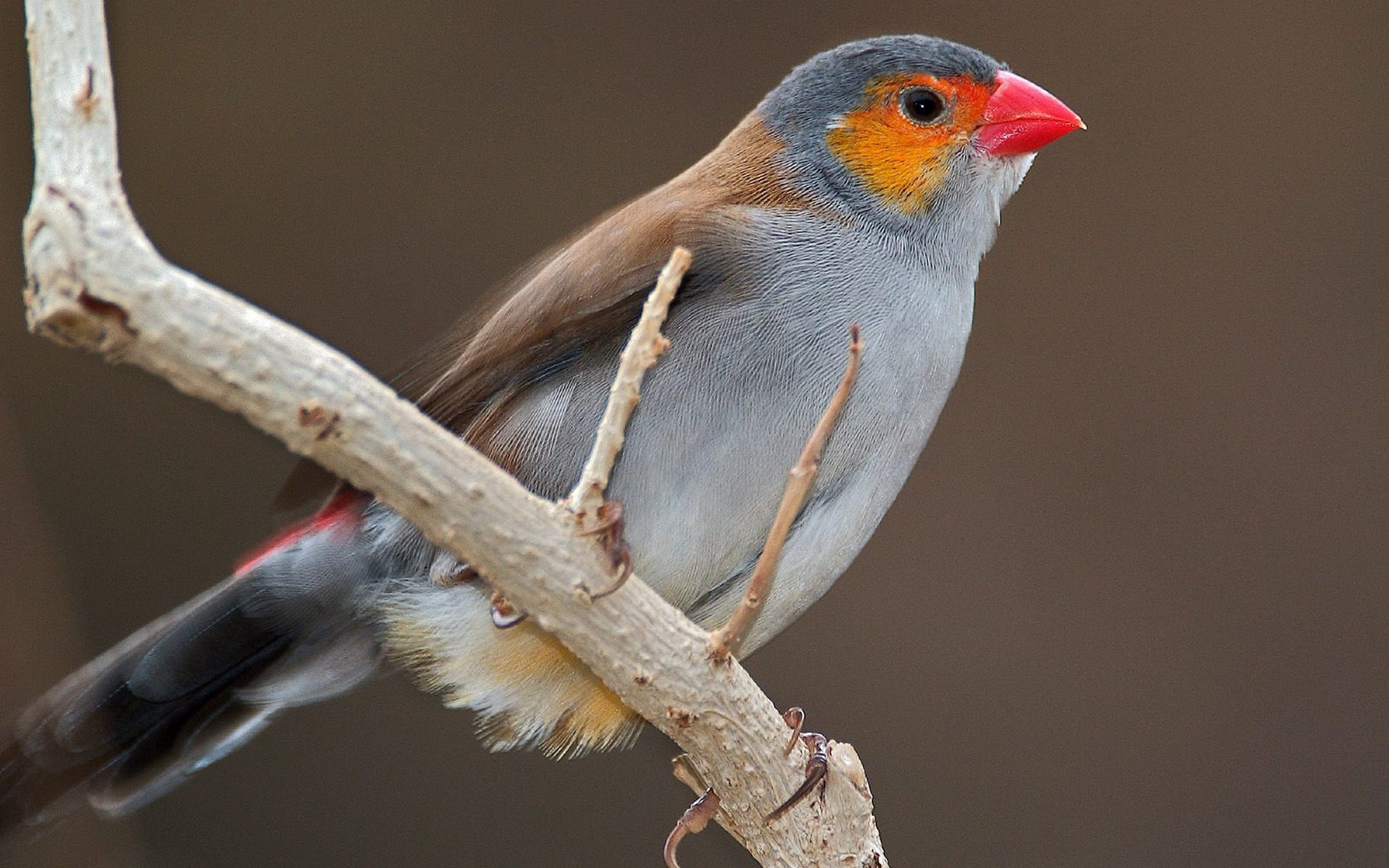 oiseau branche bec papier peint