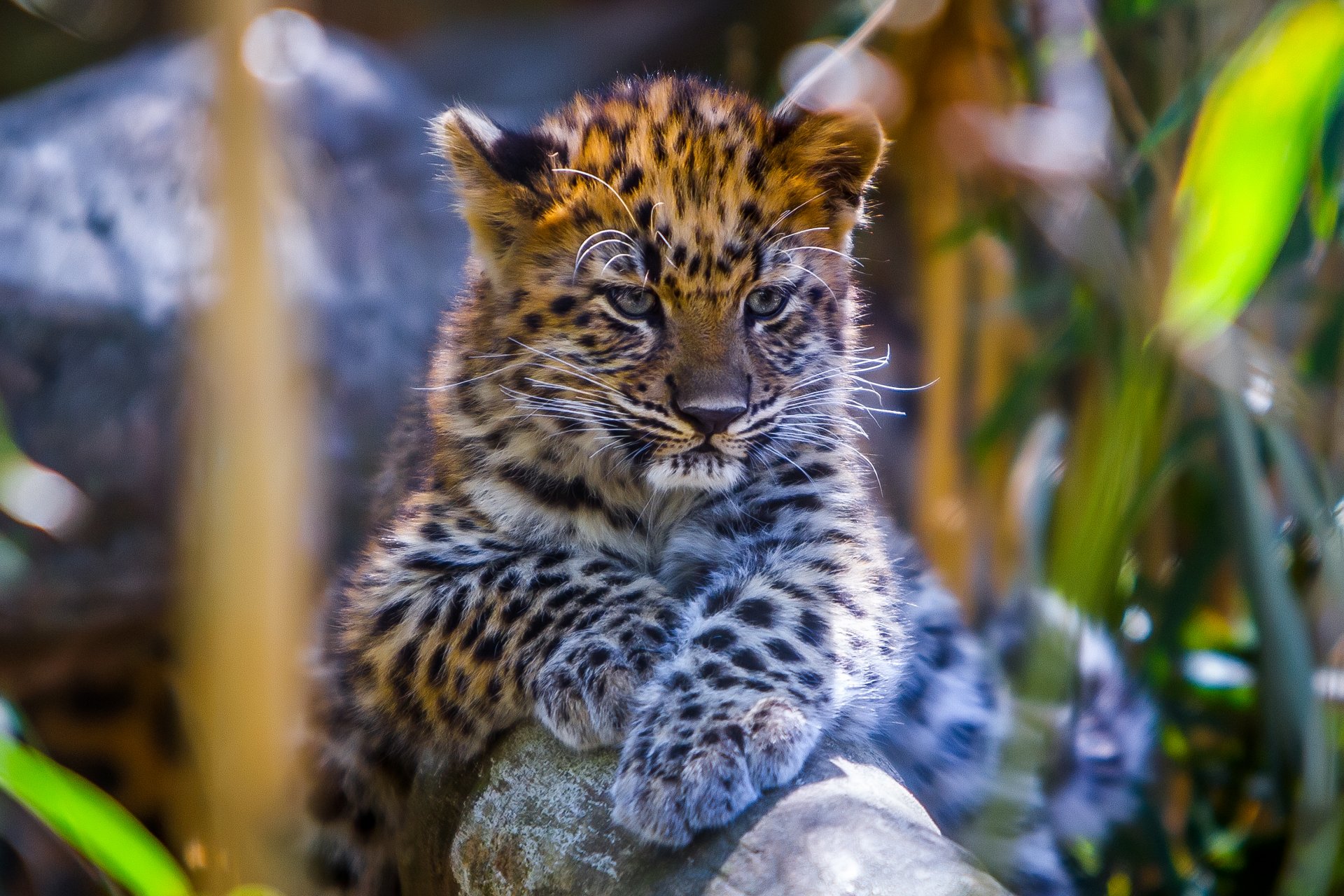 leopard animal bokeh