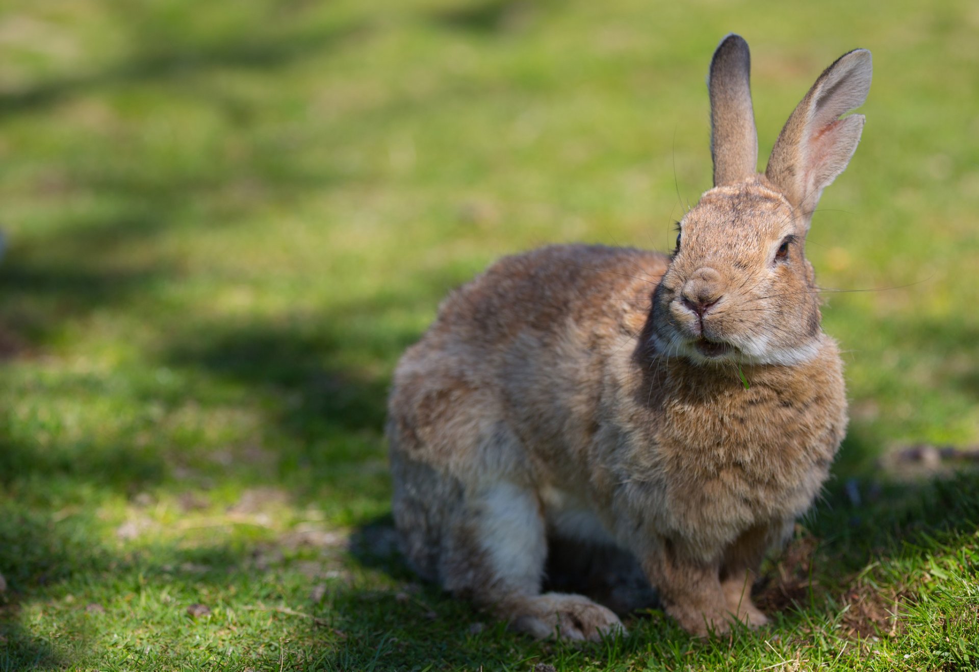 été herbe lapin