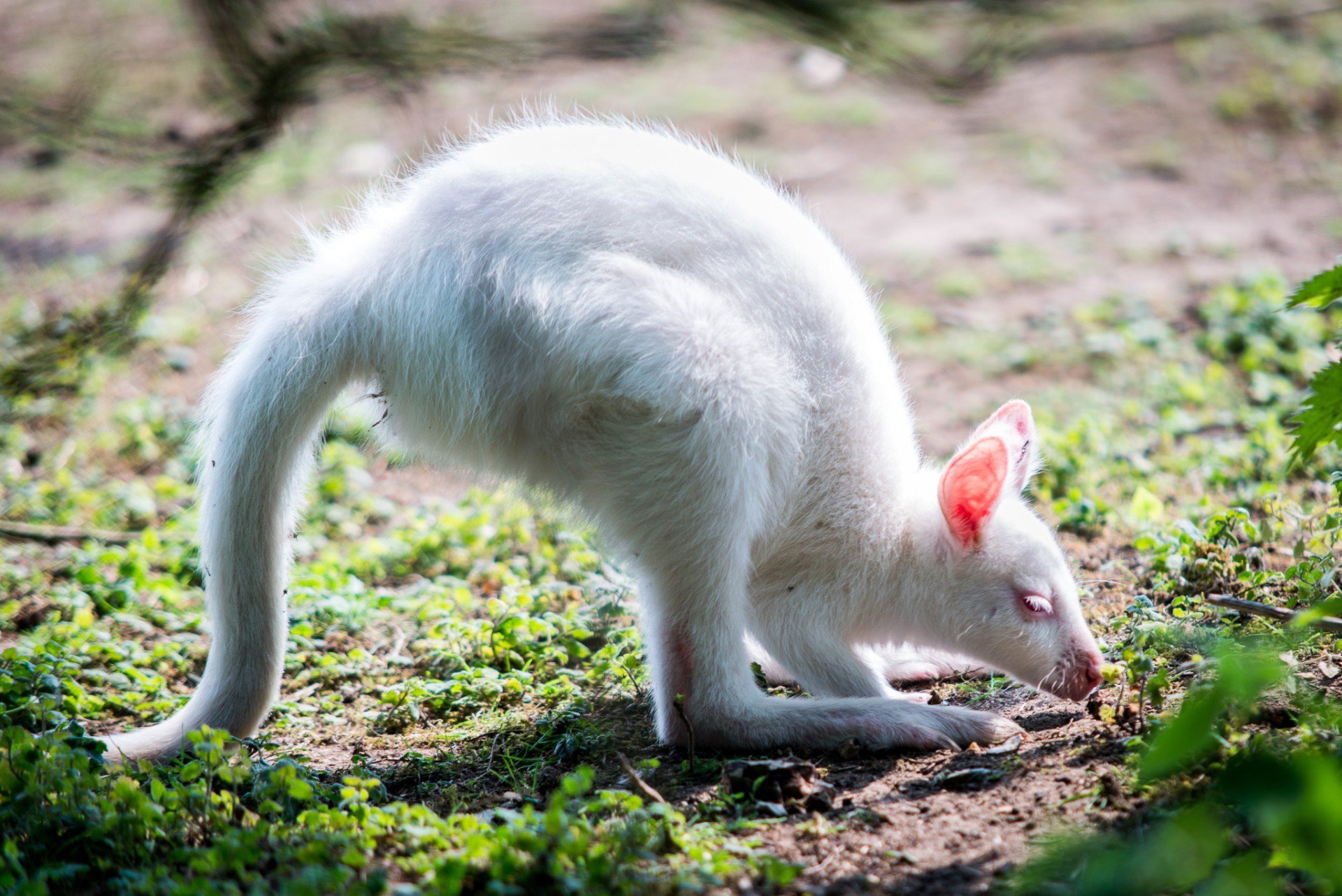 blanc kangourou albinos bébé oreilles pattes queue verdure