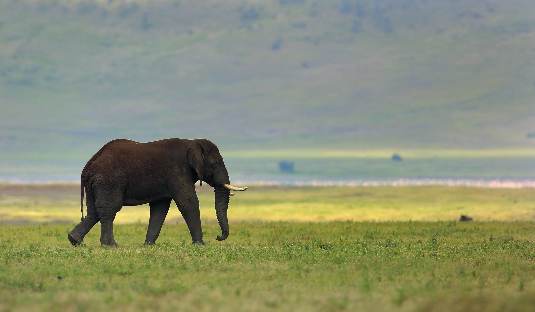 elefante naturaleza fondo