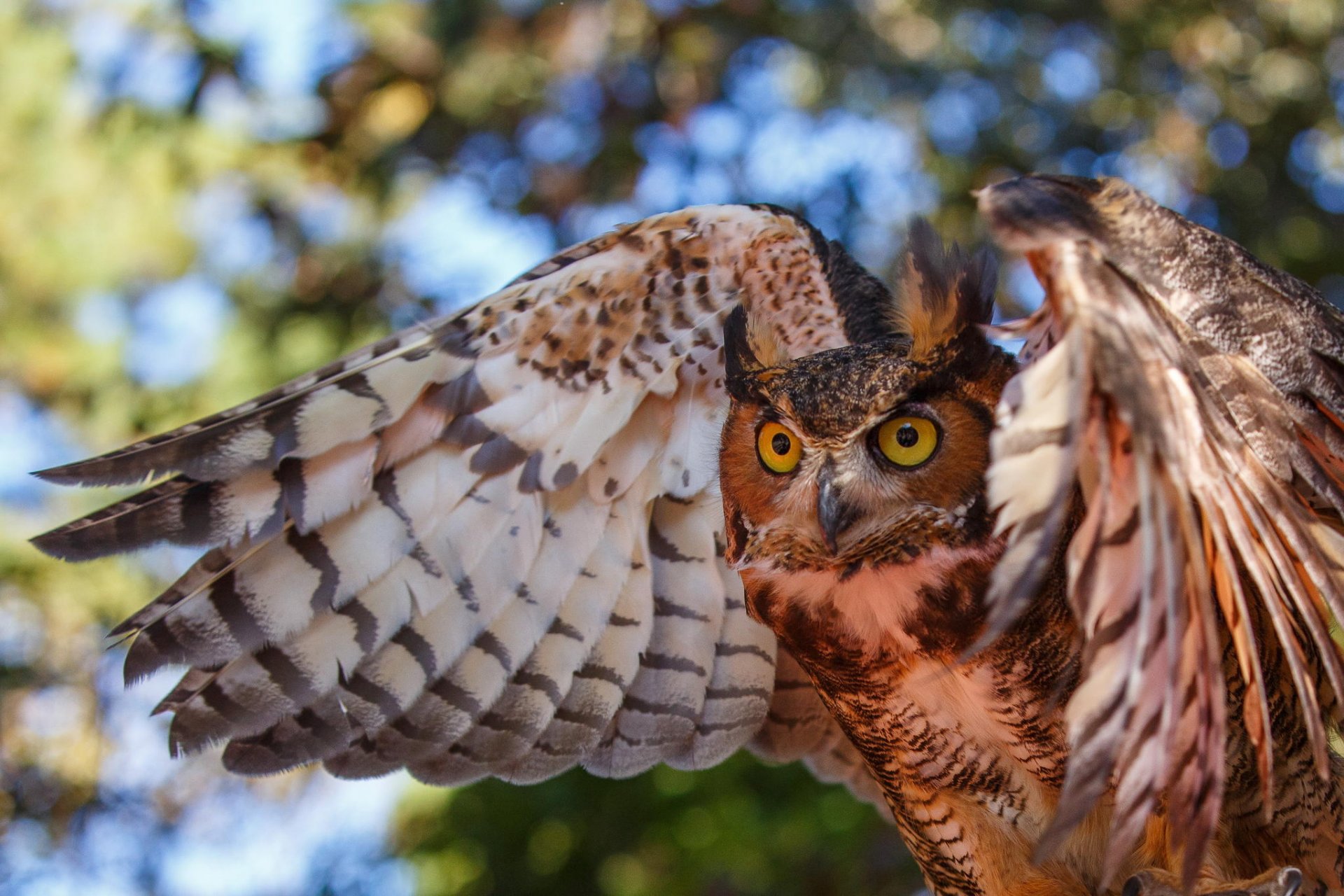 hibou oiseau yeux couleur ailes