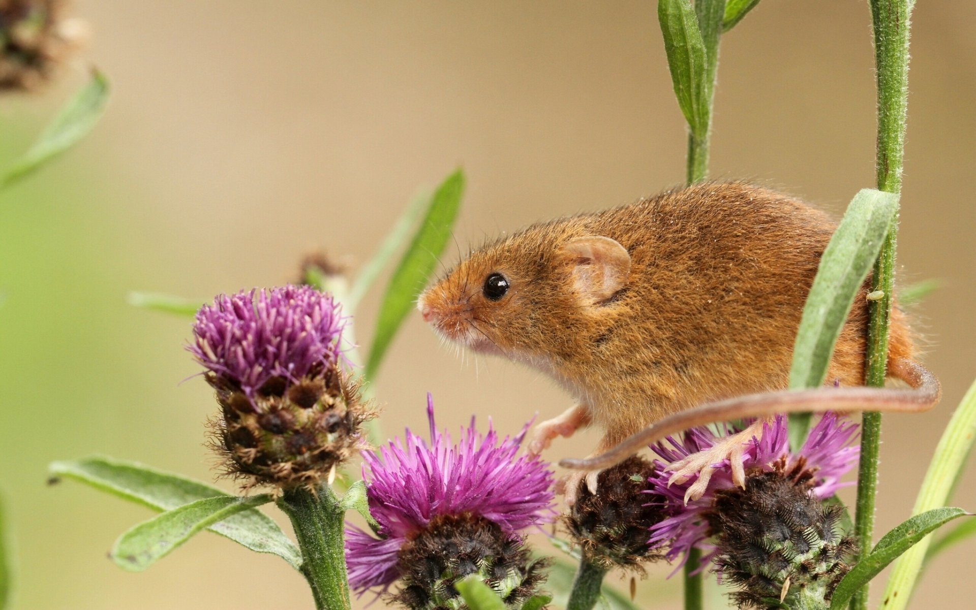 eurasian harvest mouse burdock close up