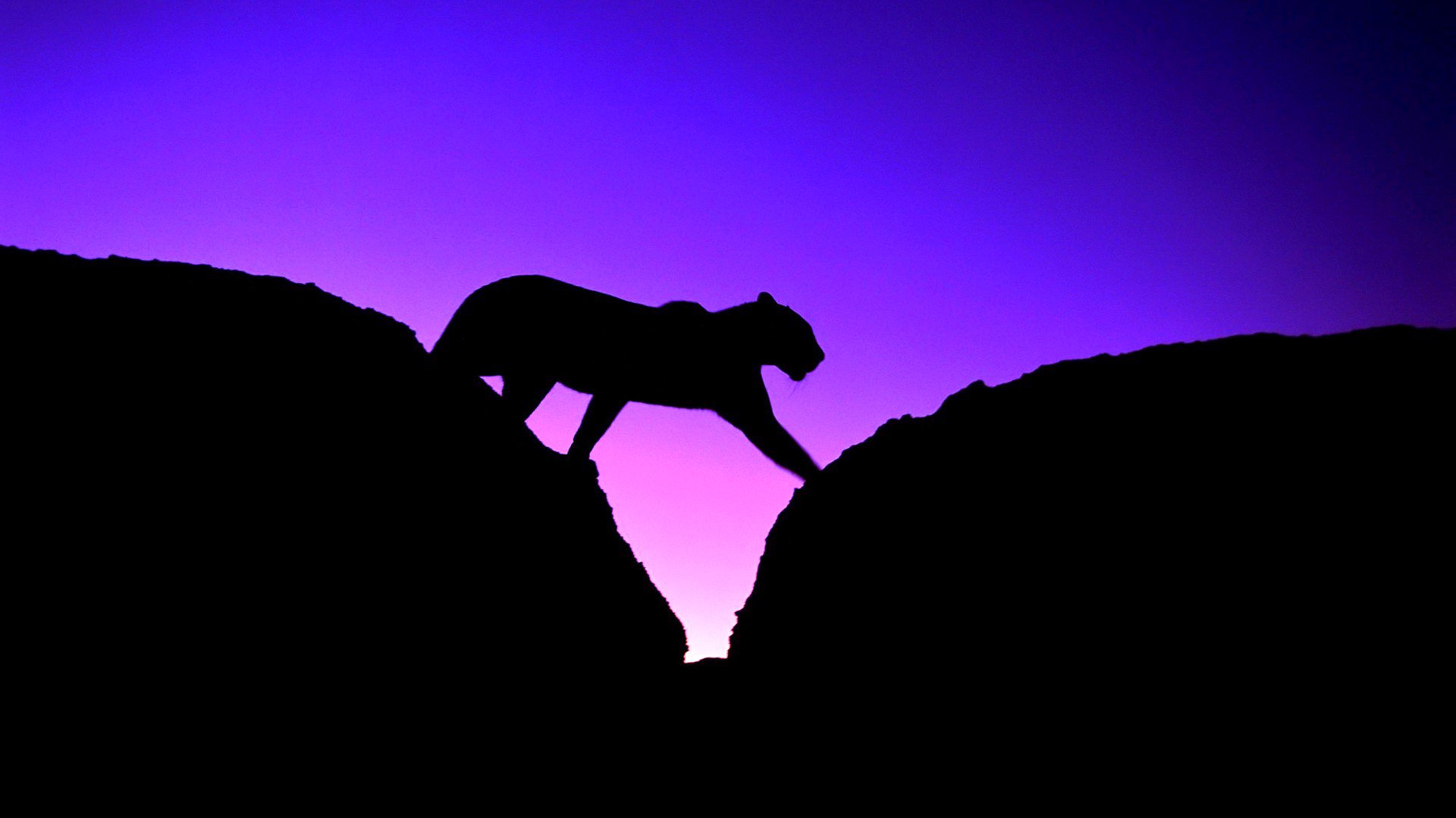 leopard panther silhouette cat sky sunset