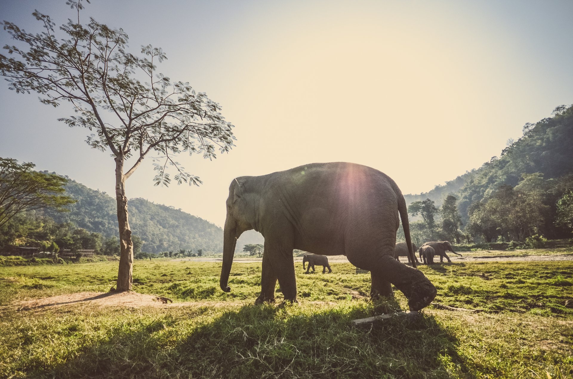 animaux éléphants troupeau herbe rayons reflet arbres forêt