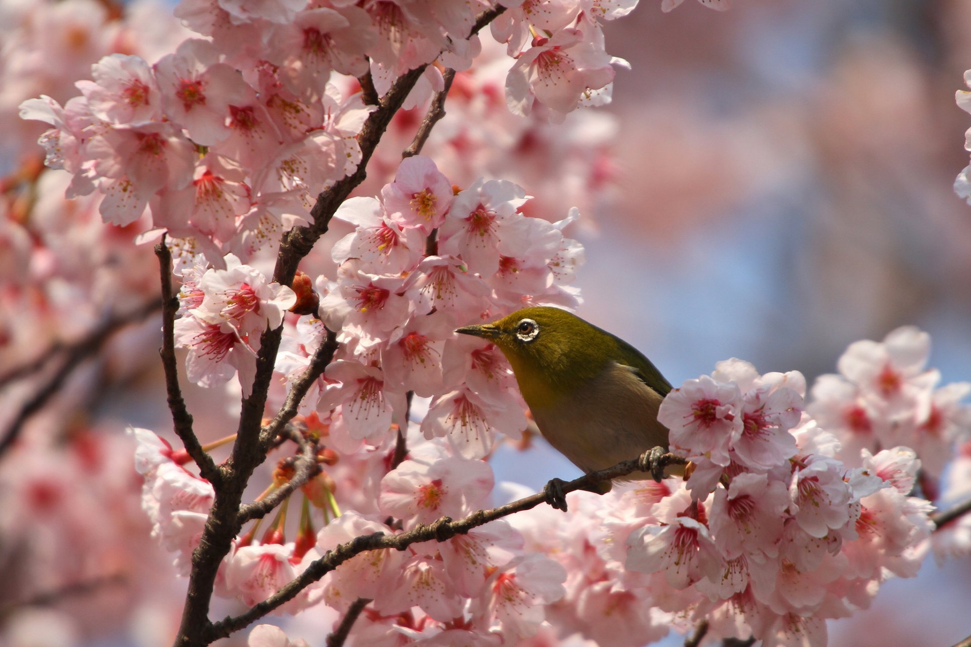 oiseau printemps fleurs pétales sakura branches floraison