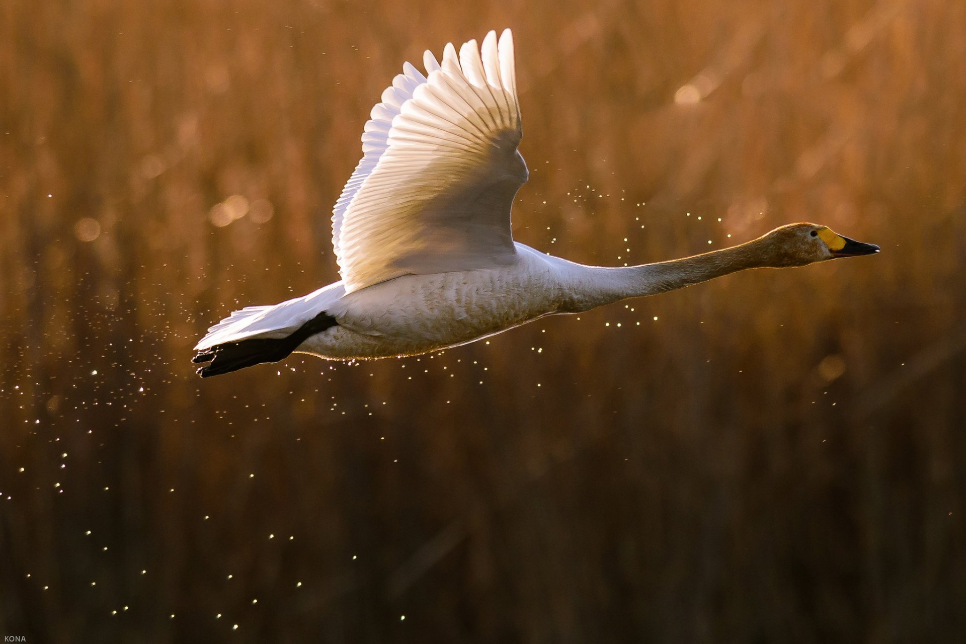 uccello cigno oca anatra spruzzo